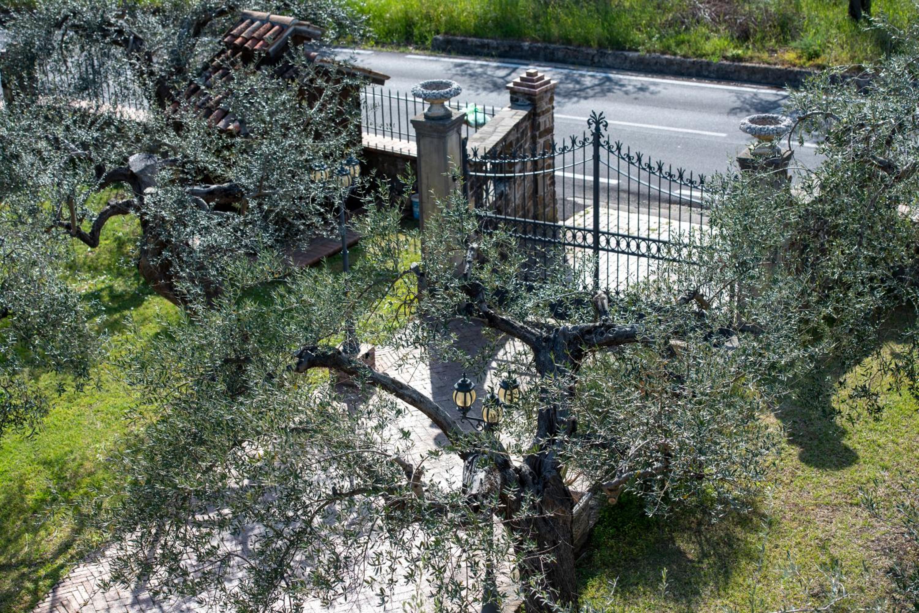 La Ginestra