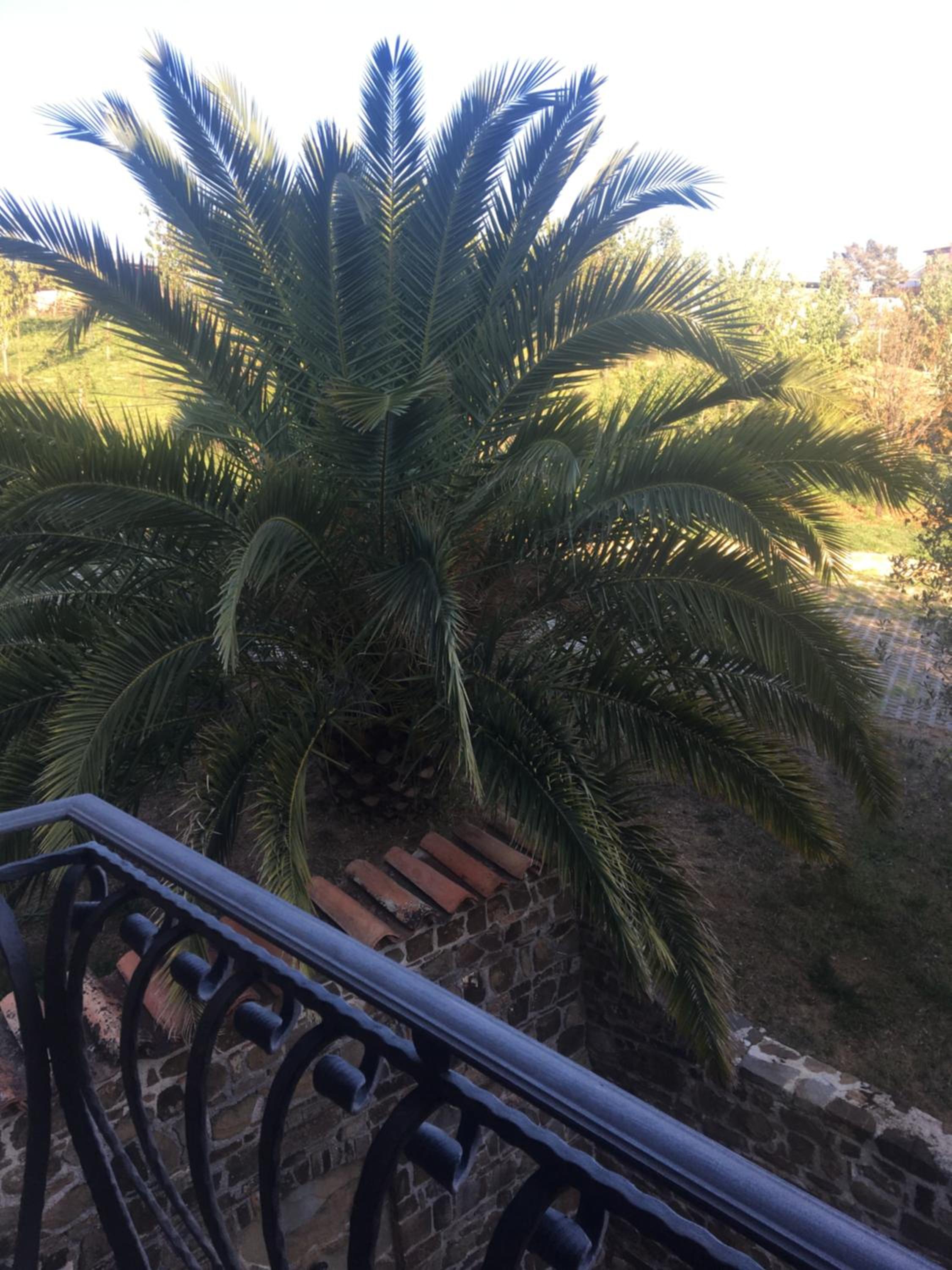 La Ginestra