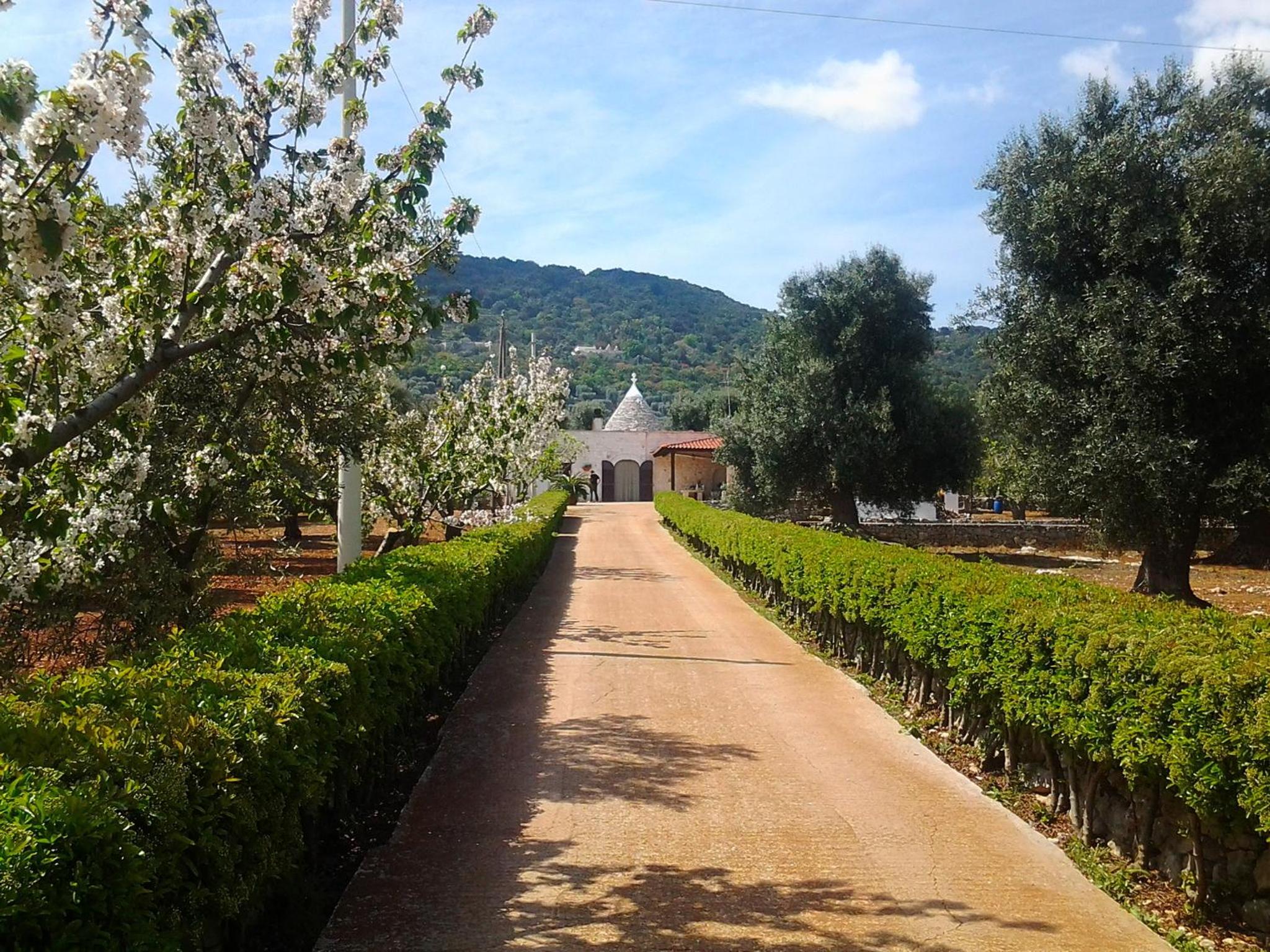 B&B La Collina Degli Ulivi