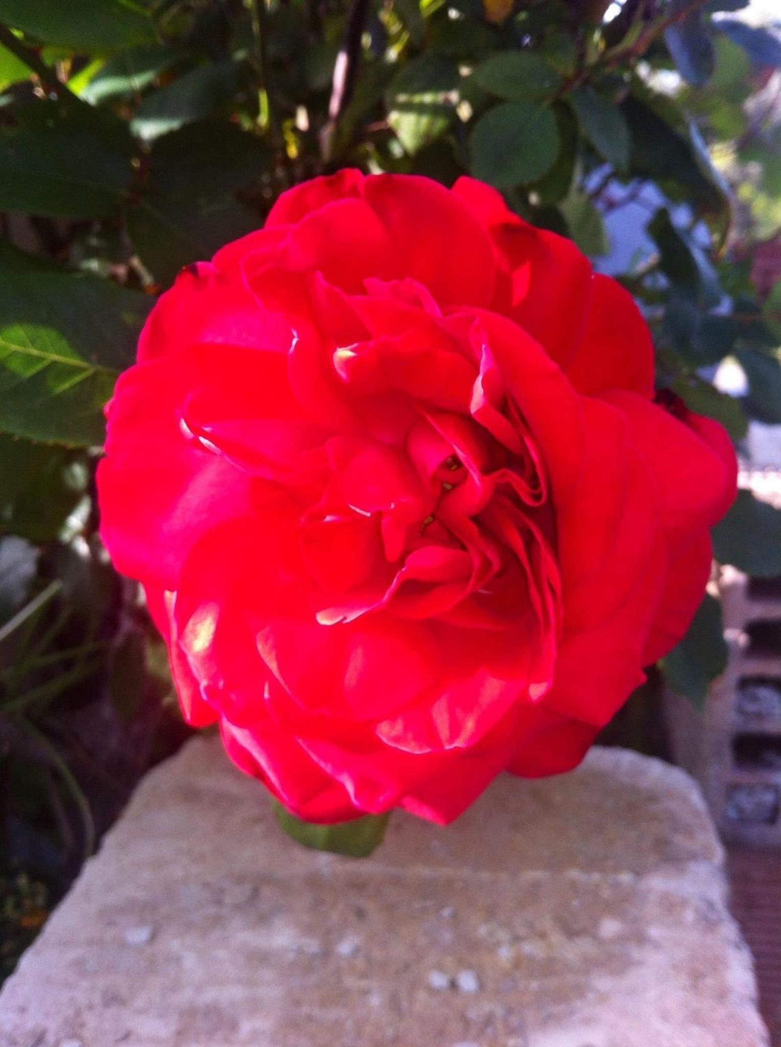 Photo 43