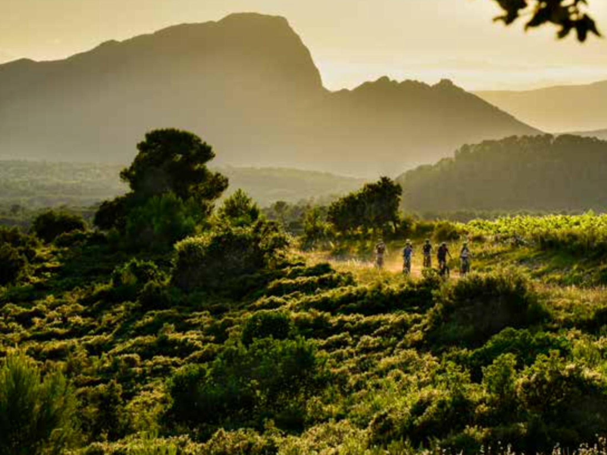 Le Castellas du Pic St Loup