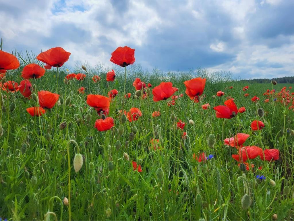Giżycko-Przerwanki Domki Widok na Mazury