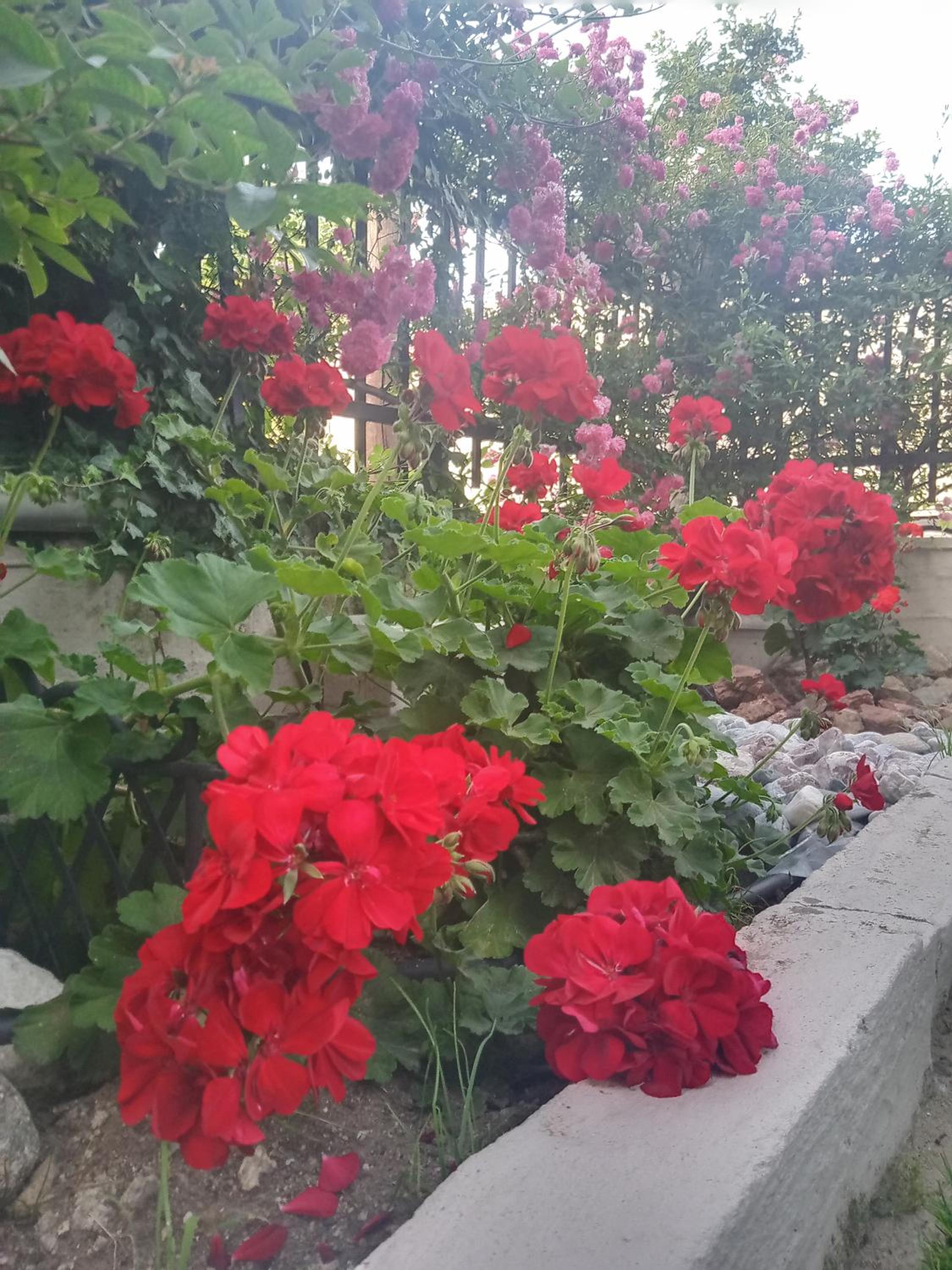 Photo 37