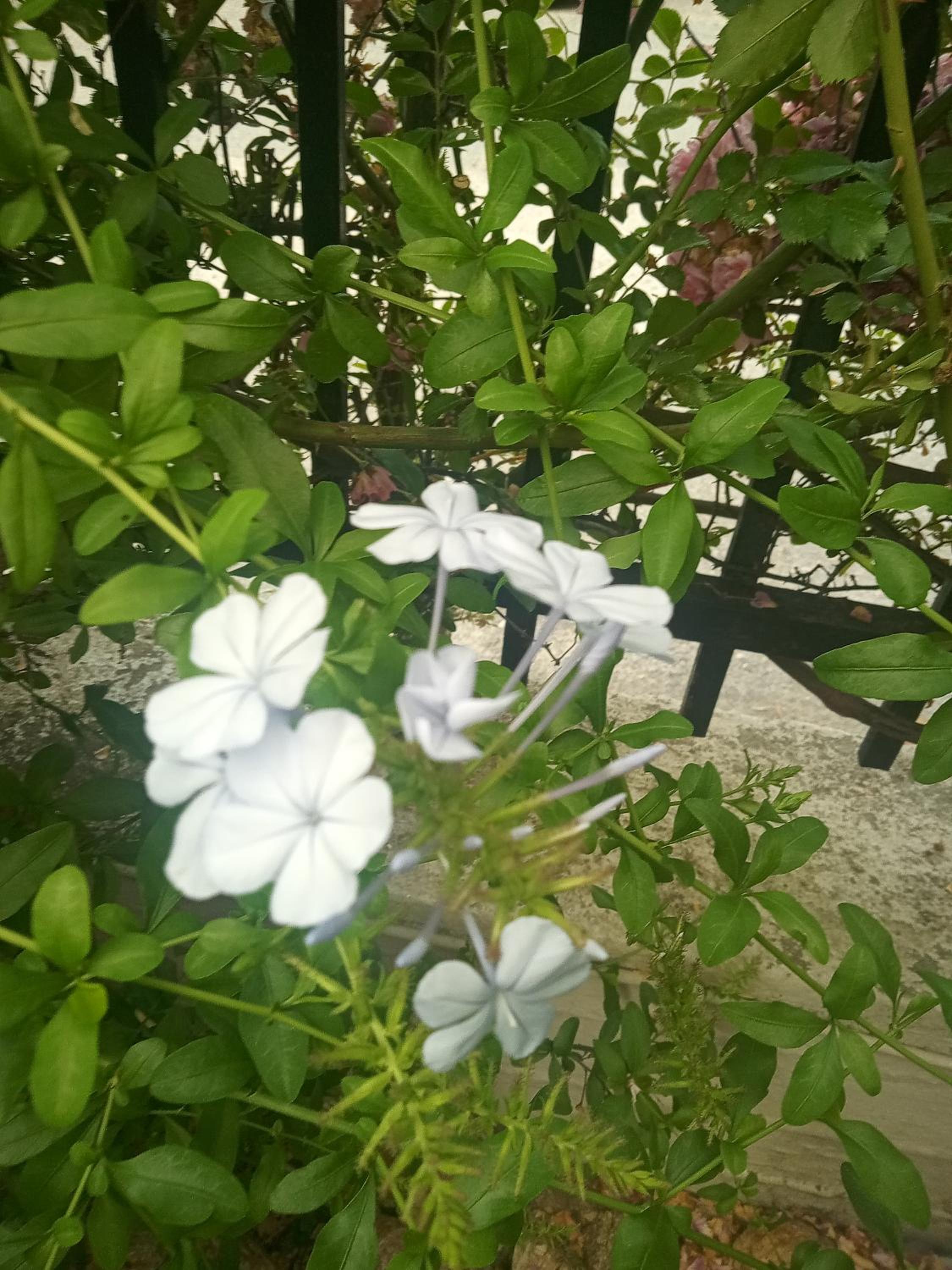 Photo 42