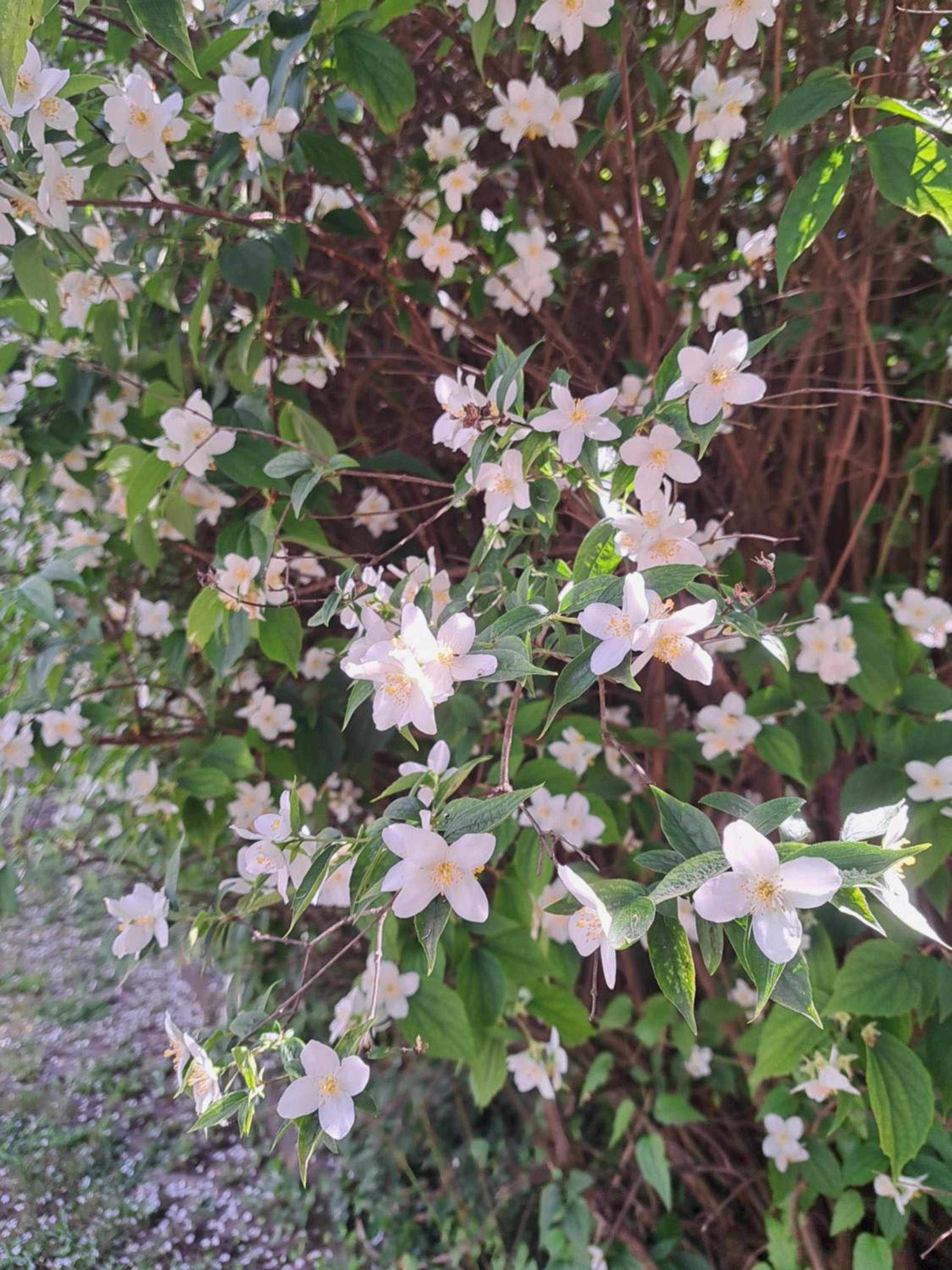 Photo 37