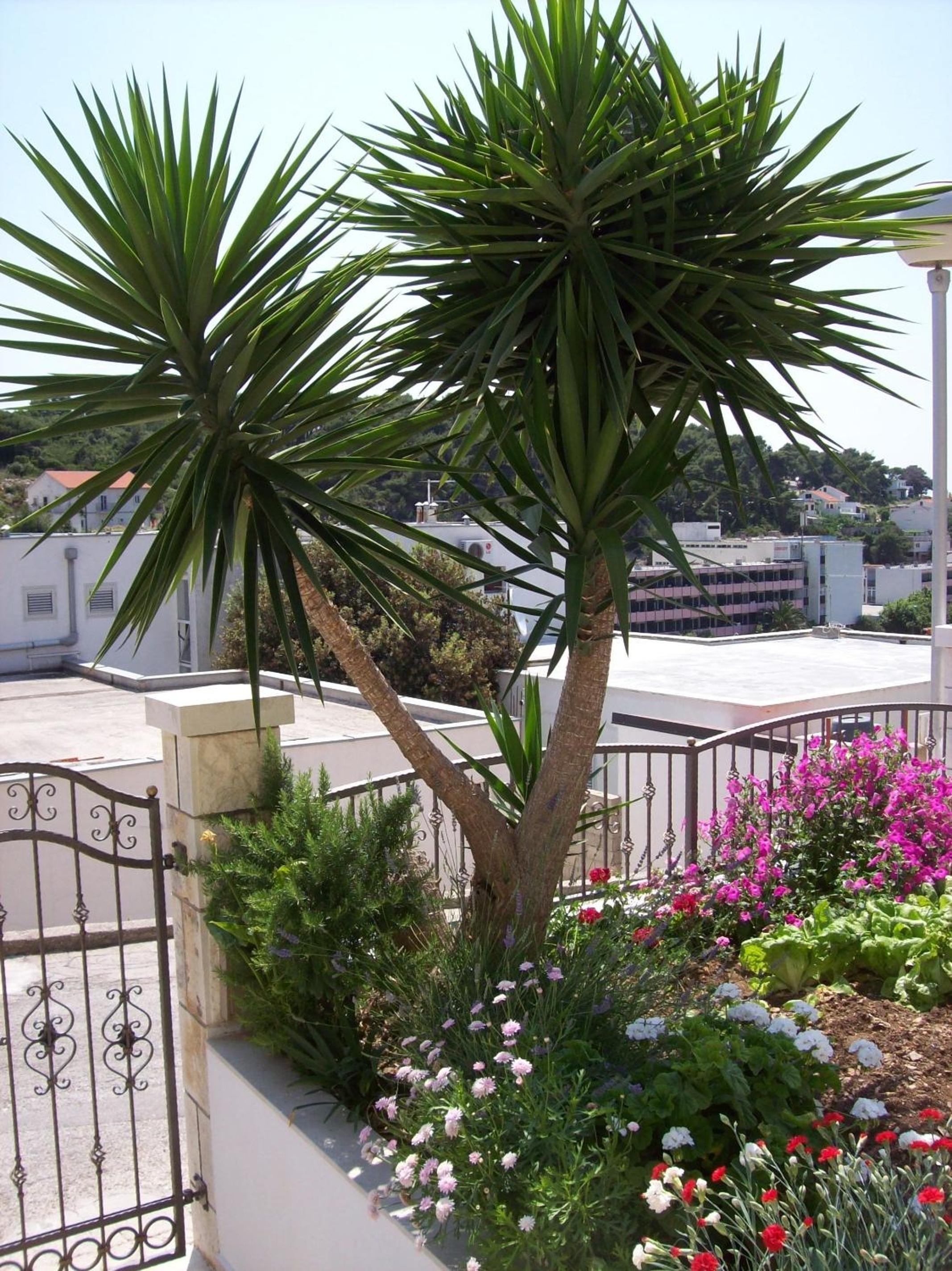 Apartments Prosperina Hvar view 3