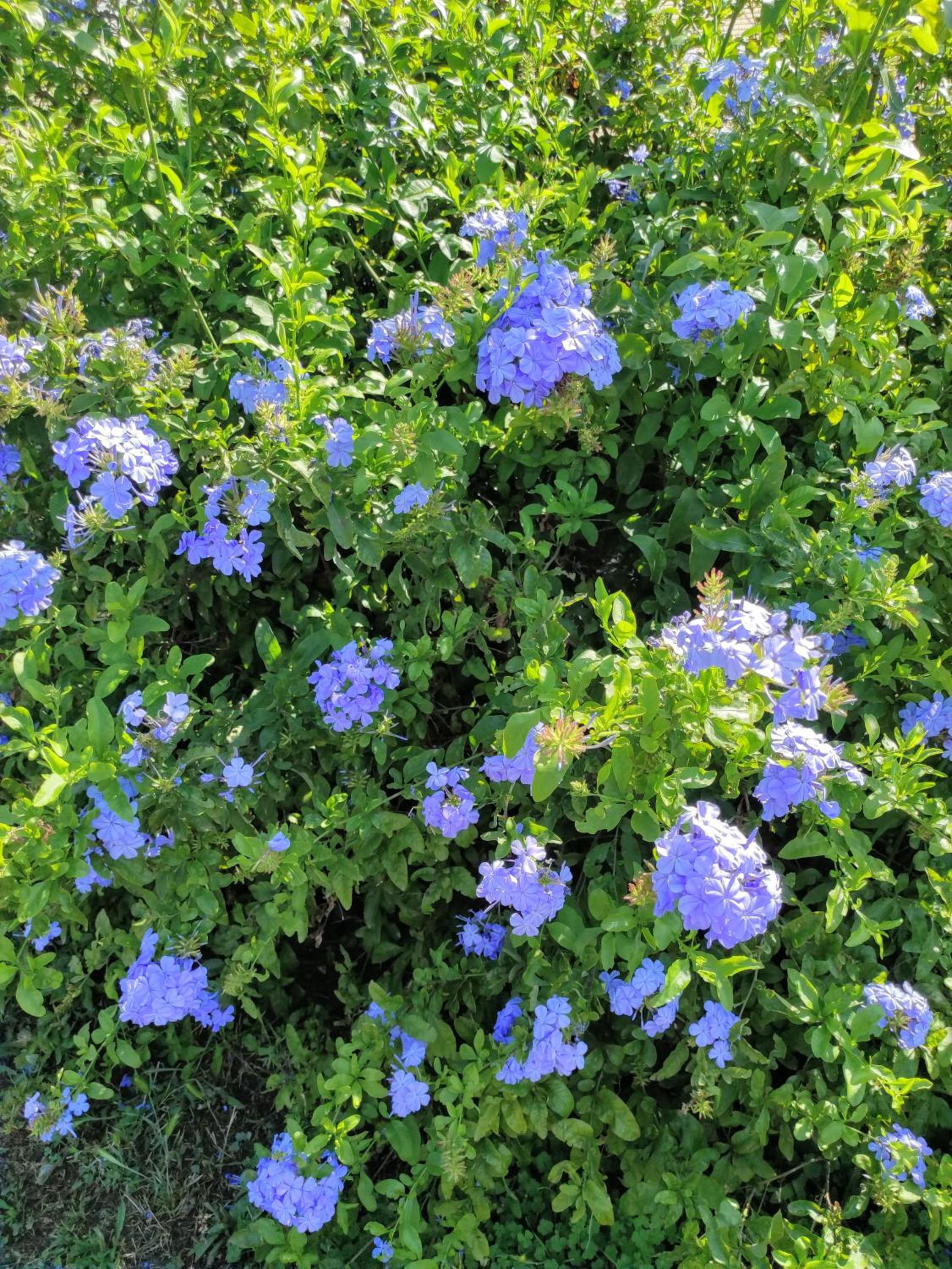 Photo 42
