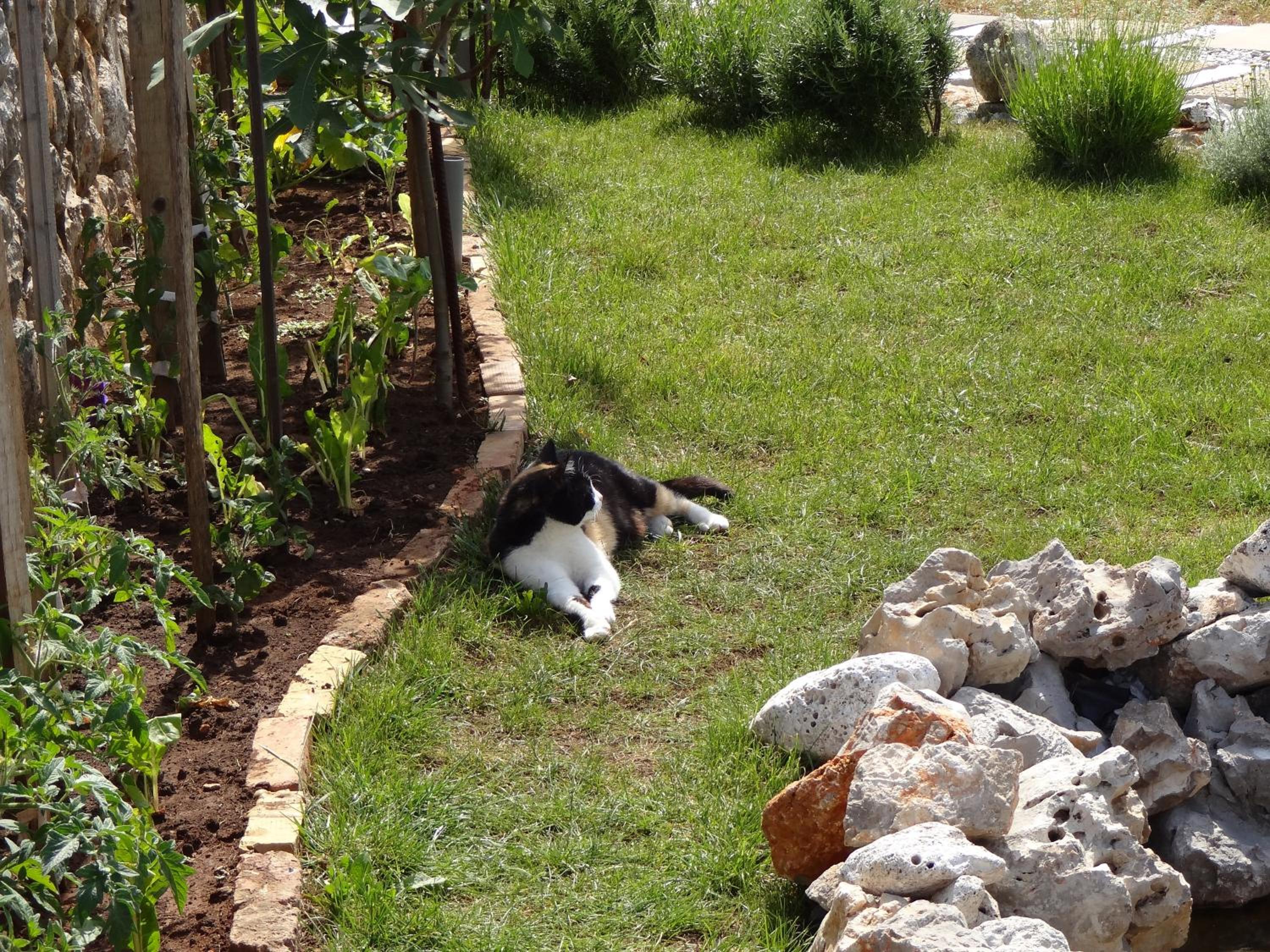 Photo 31