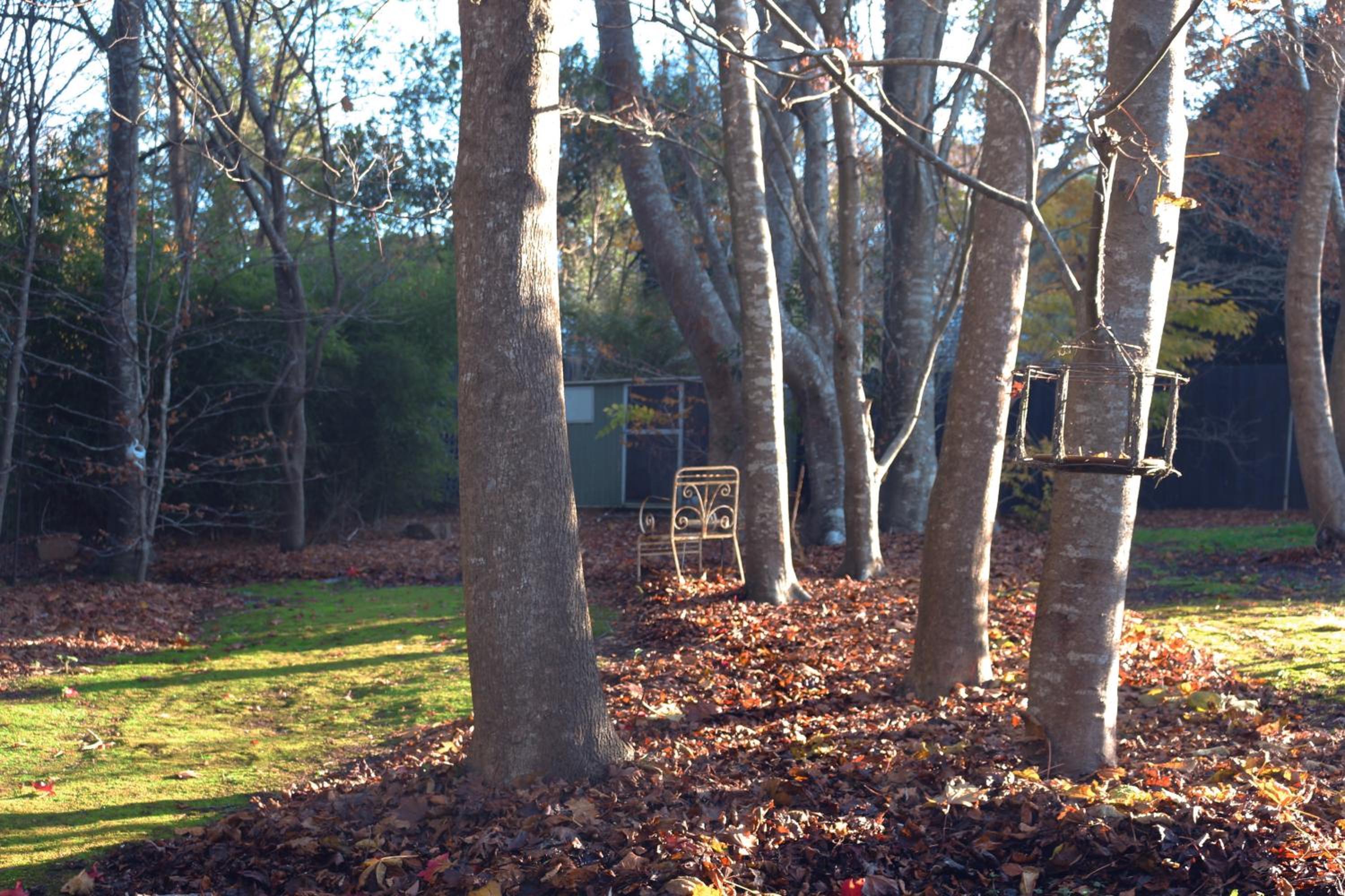 The Beeches Olinda Accommodation
