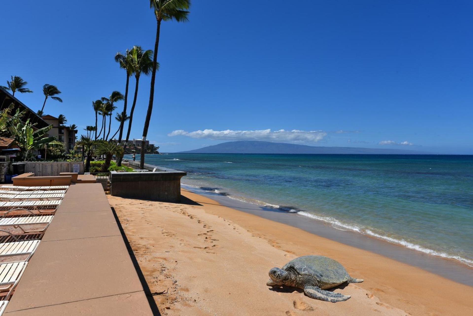 Makani Sands #102