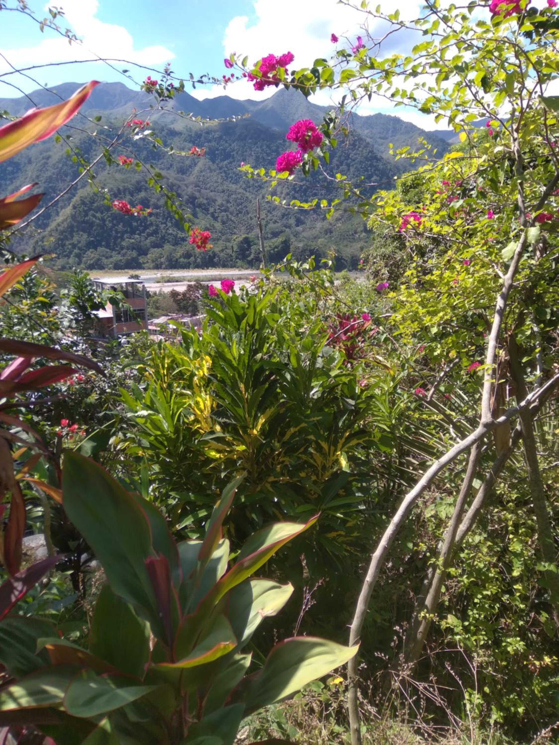 Cloud forest SAN CARLOS view 4