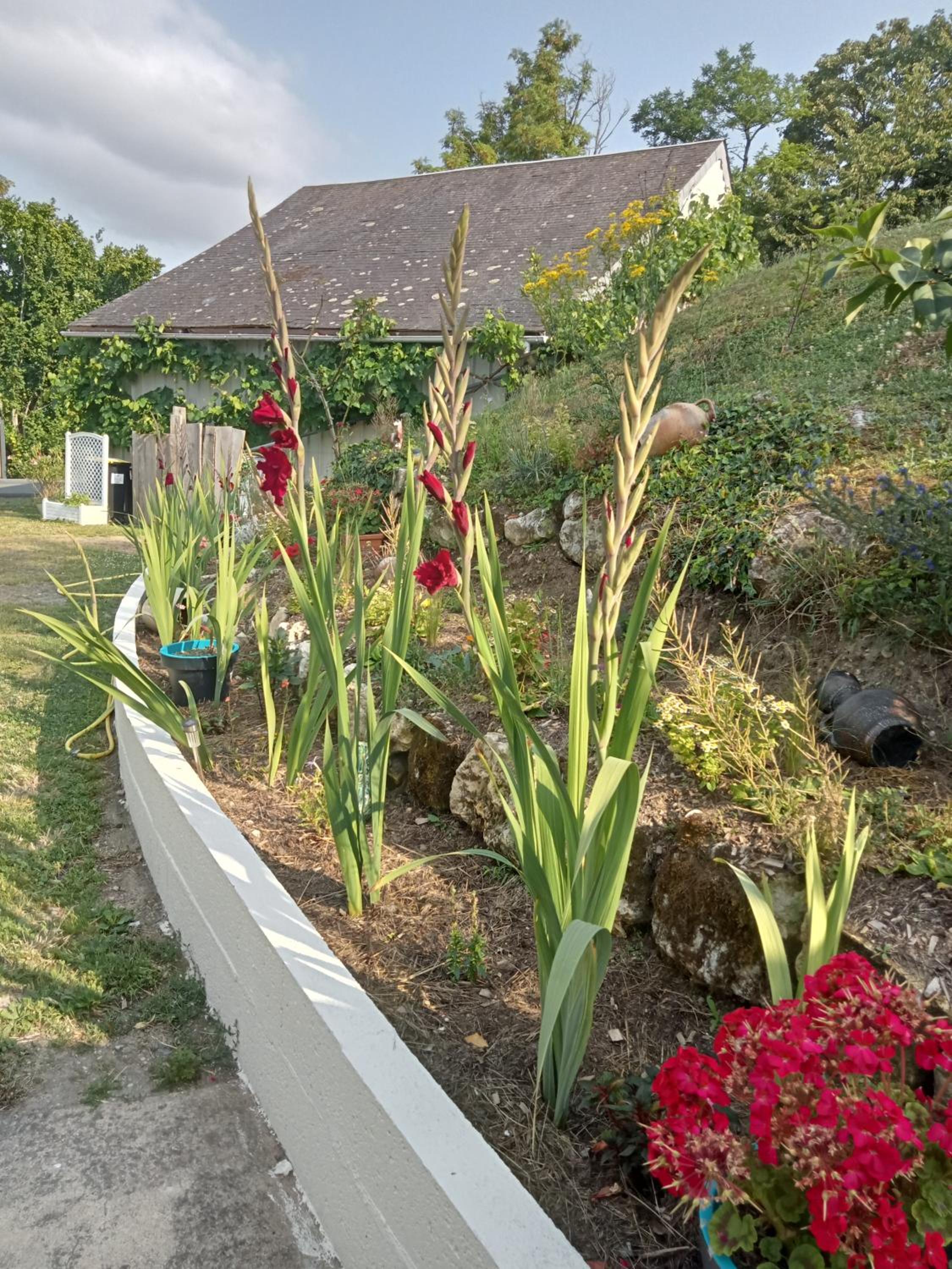 garden
