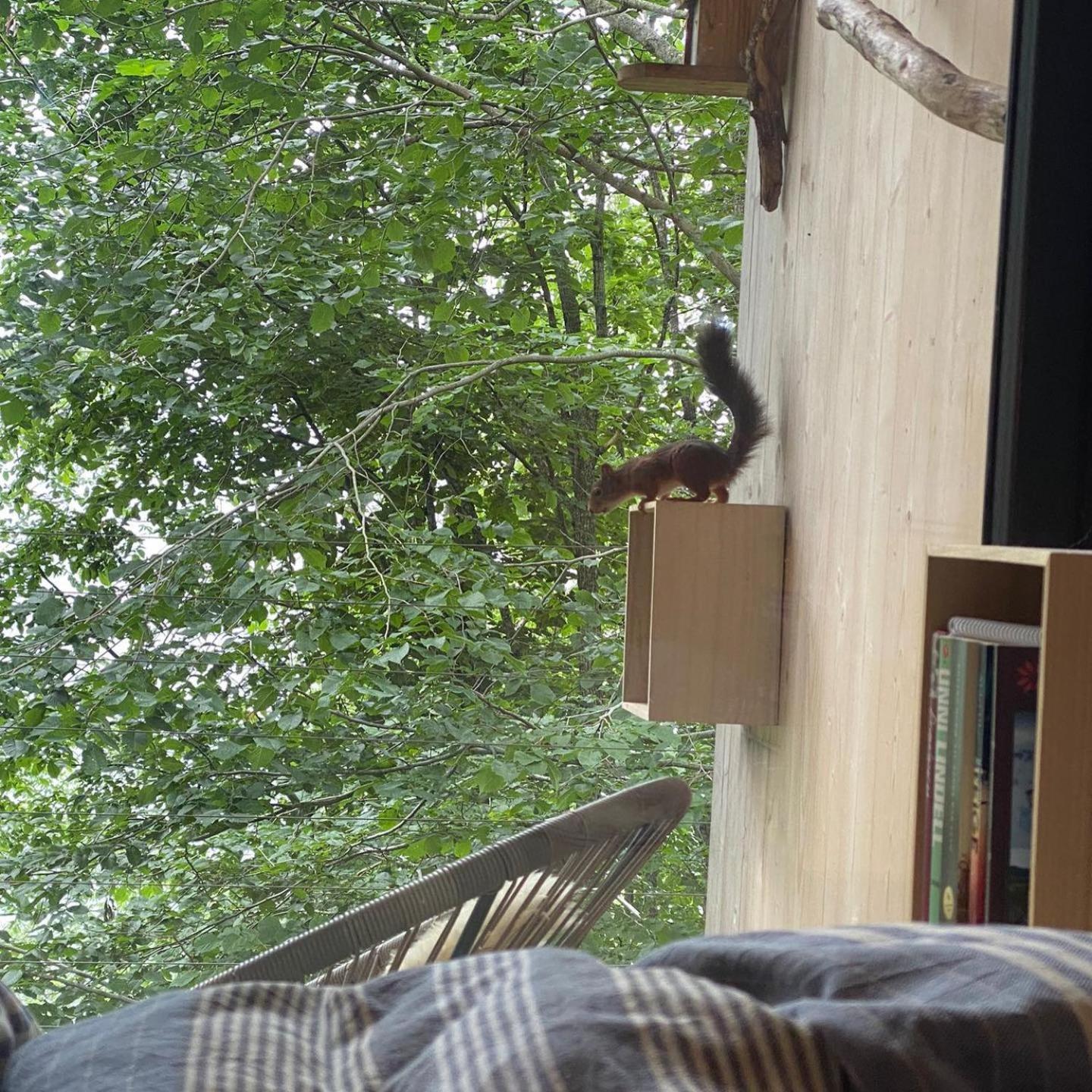 Treehut, nature, birds, silence and fjord
