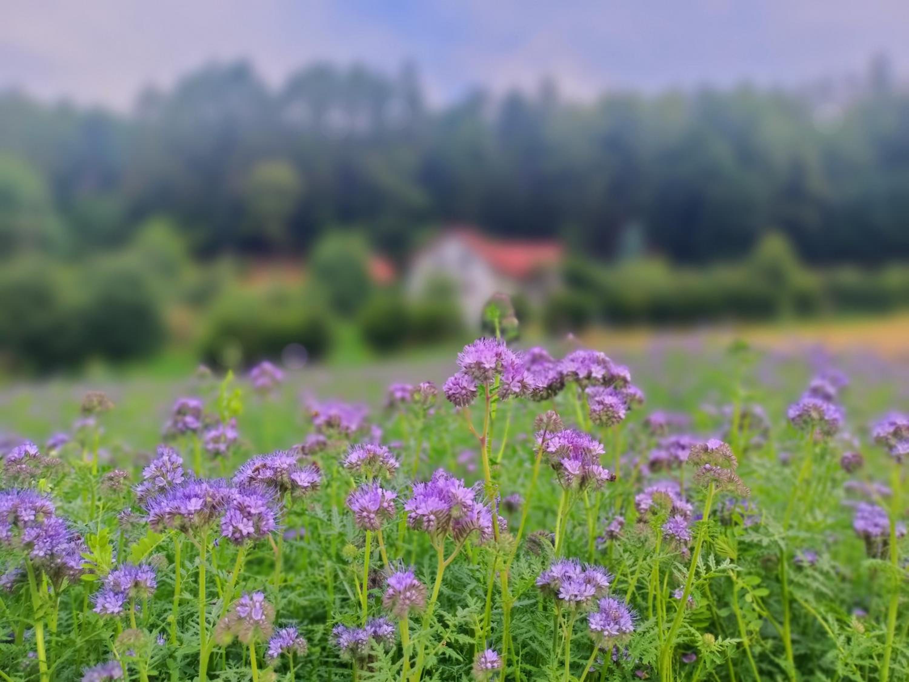 Zakątek Słoneczny pod Baranią Górą view 2