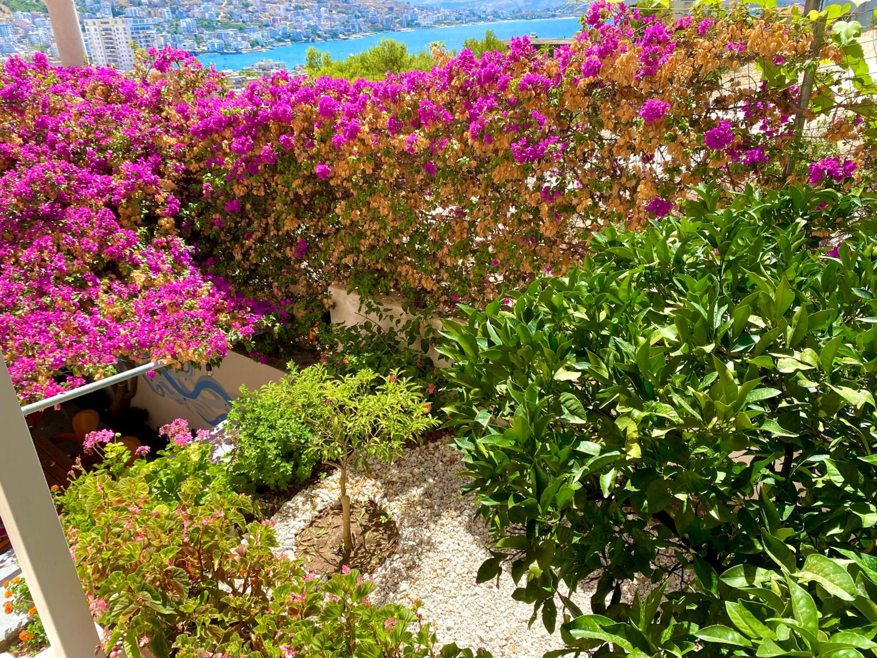 garden
