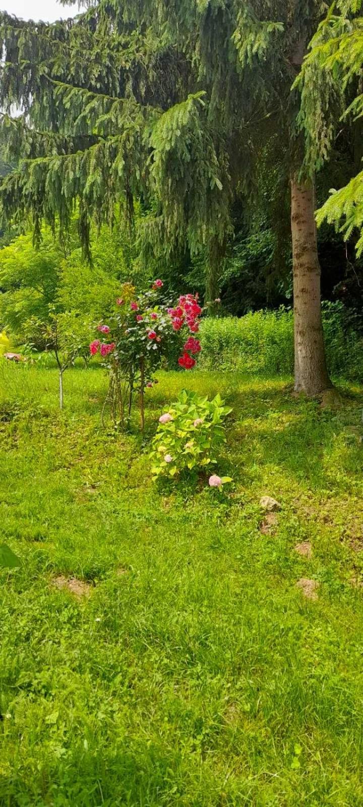 Aura natura