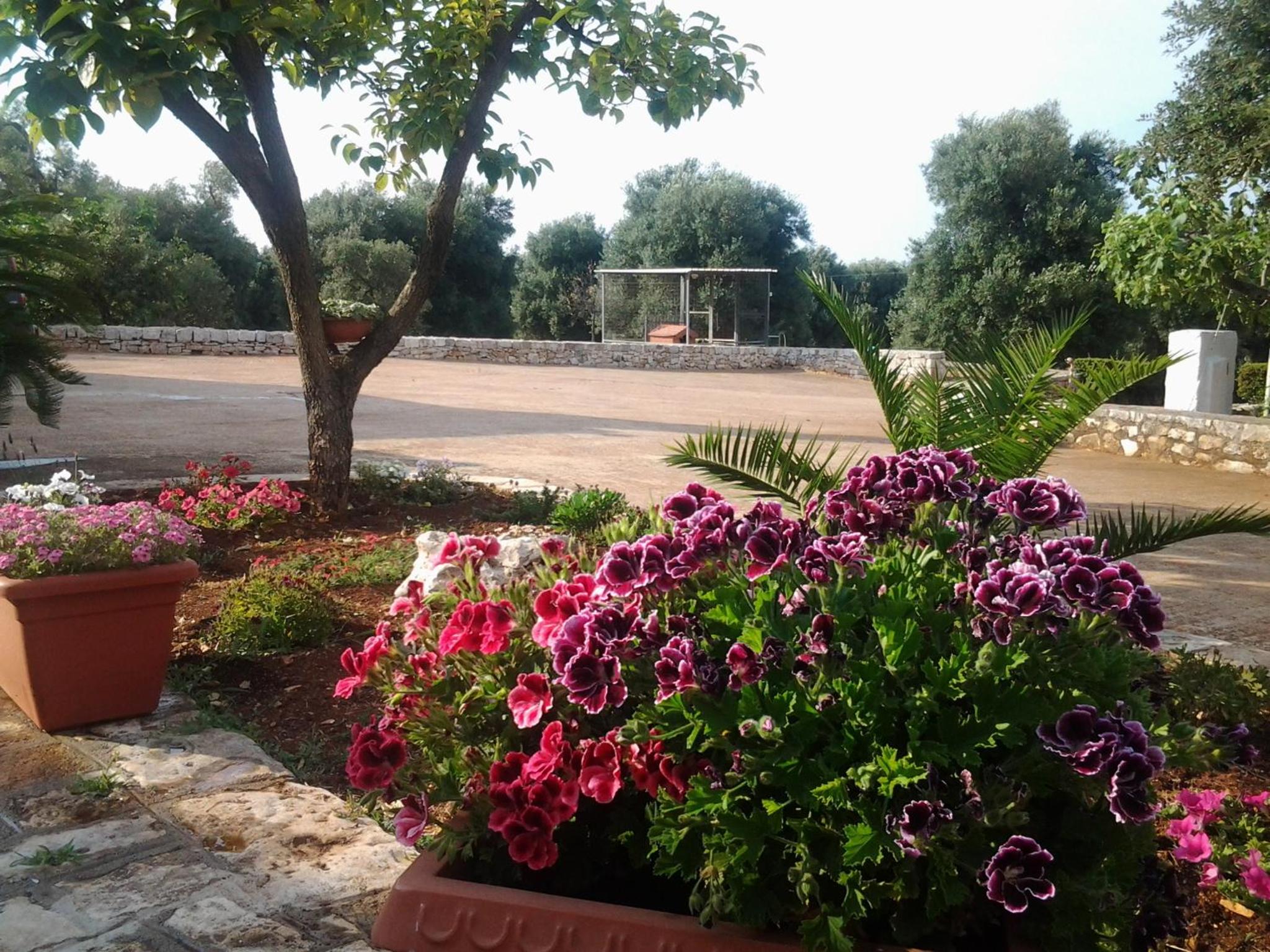 B&B La Collina Degli Ulivi