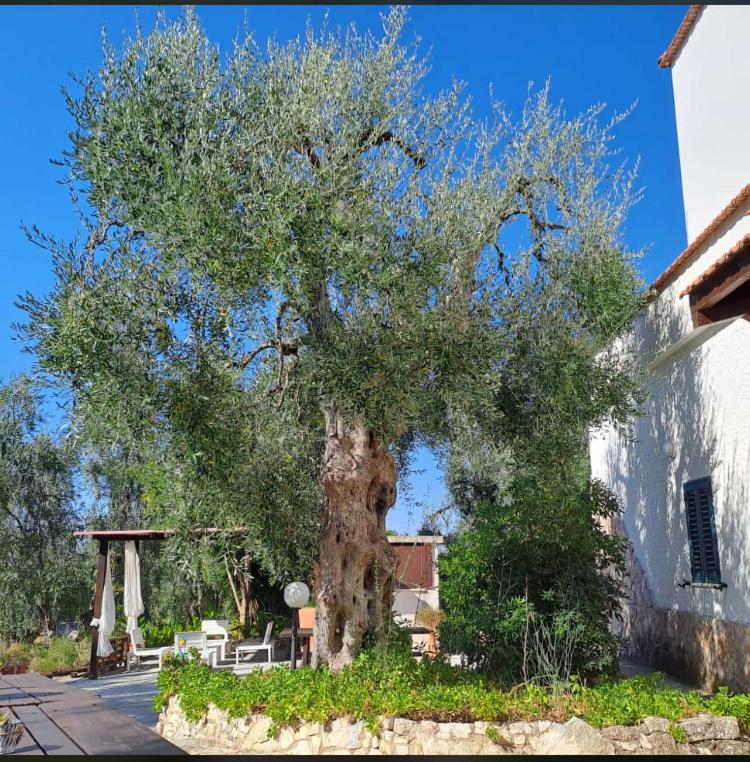 Azienda Agricola B&B Macchiaria view 4