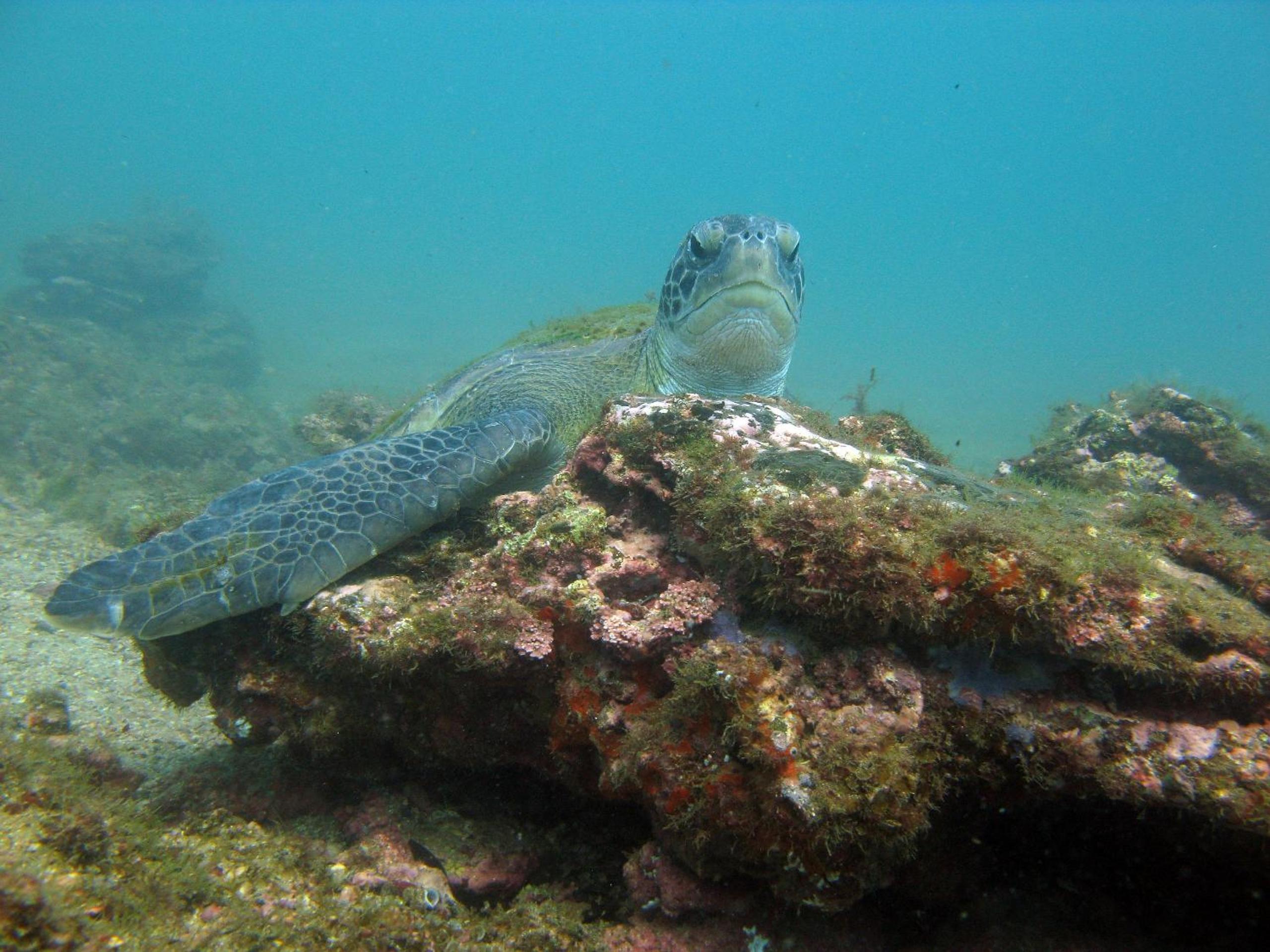 Photo 45