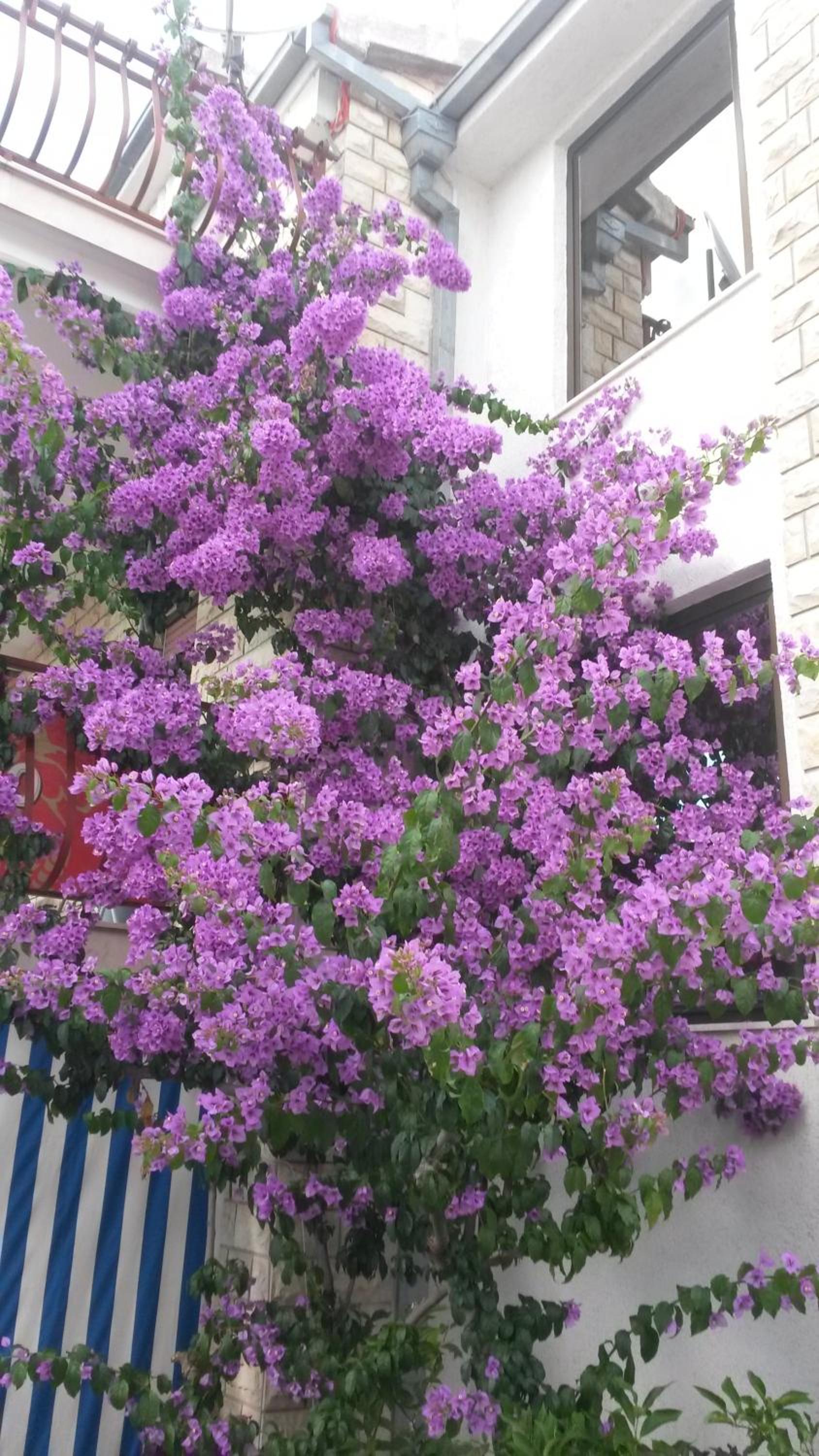 Photo 53