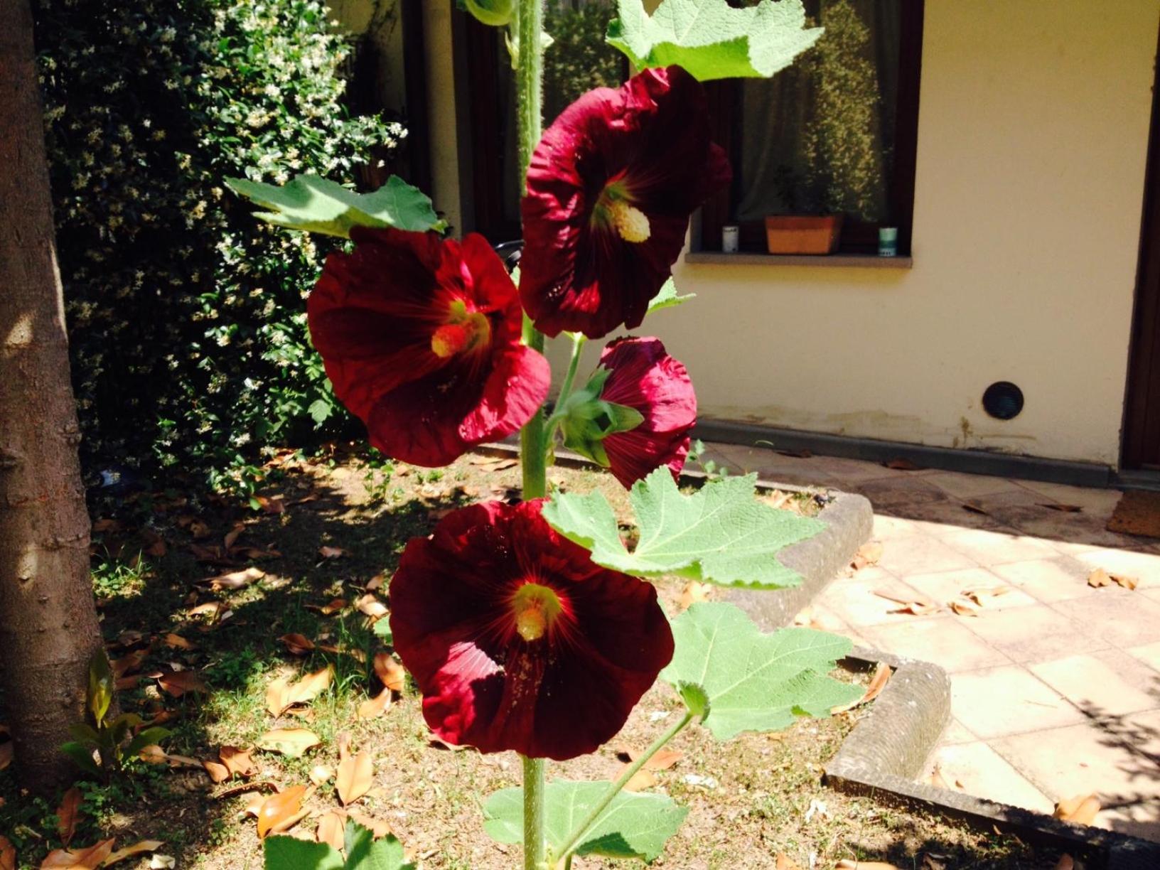 La Casa Di Scarlett