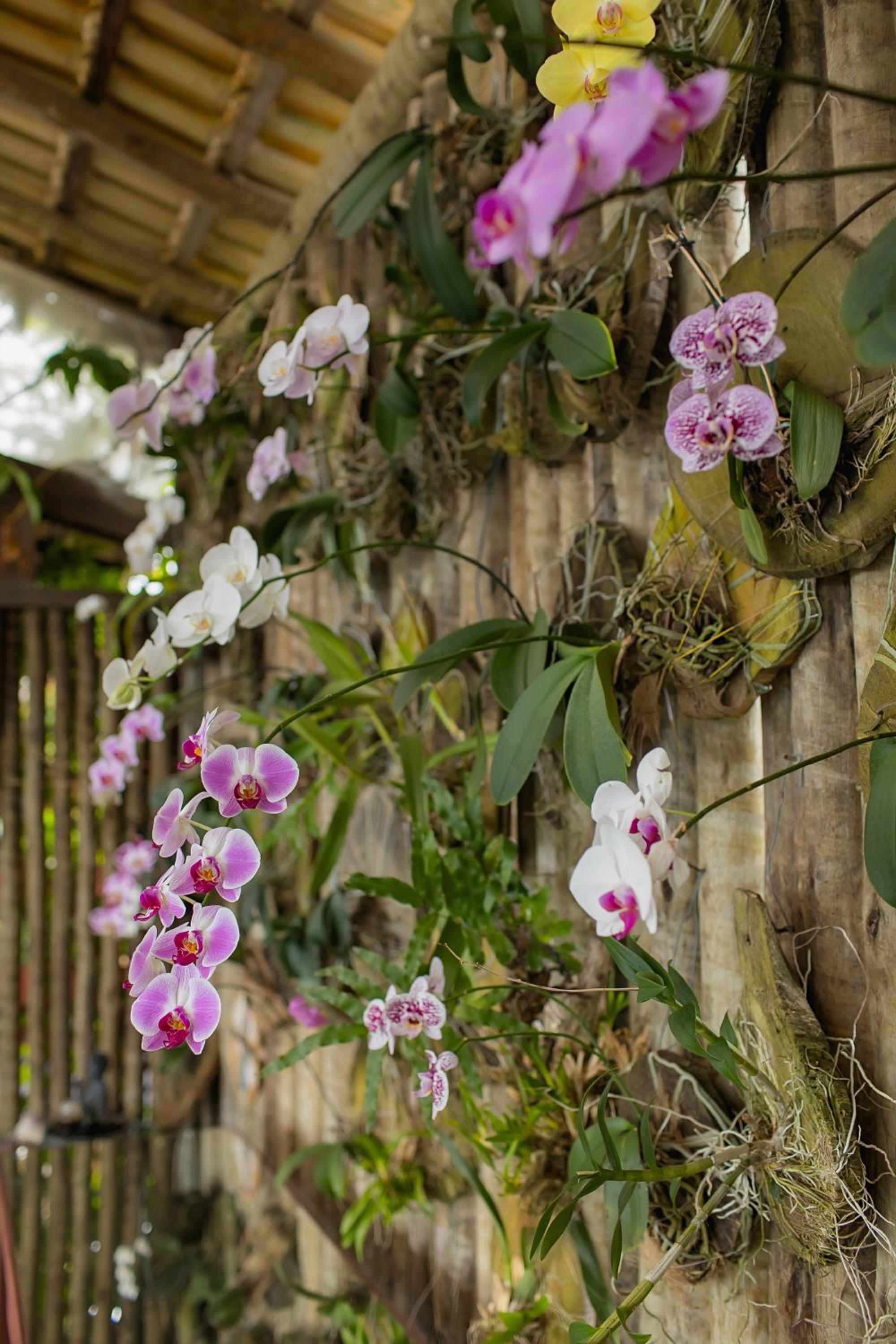 Orquídea Café