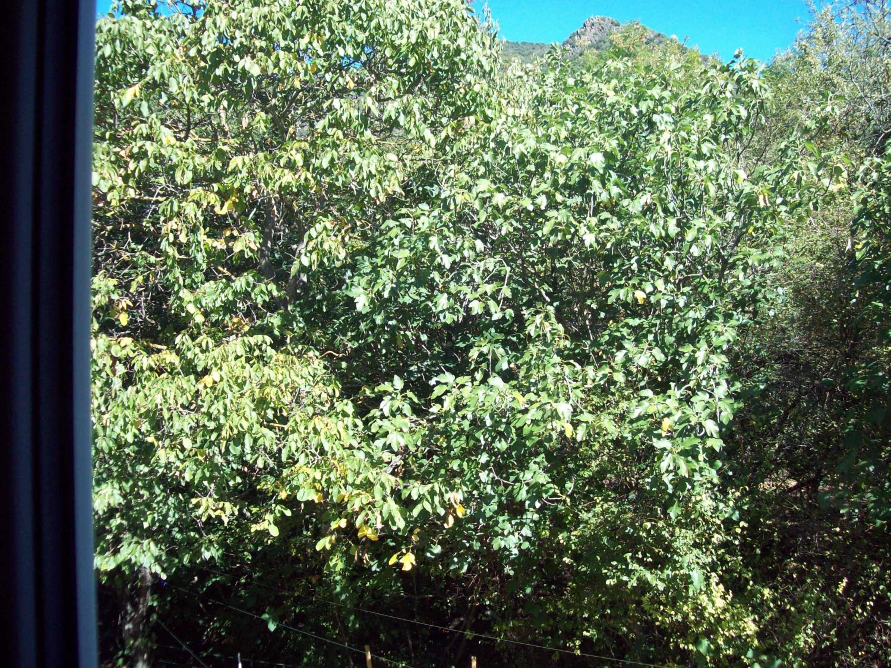 Photo 50