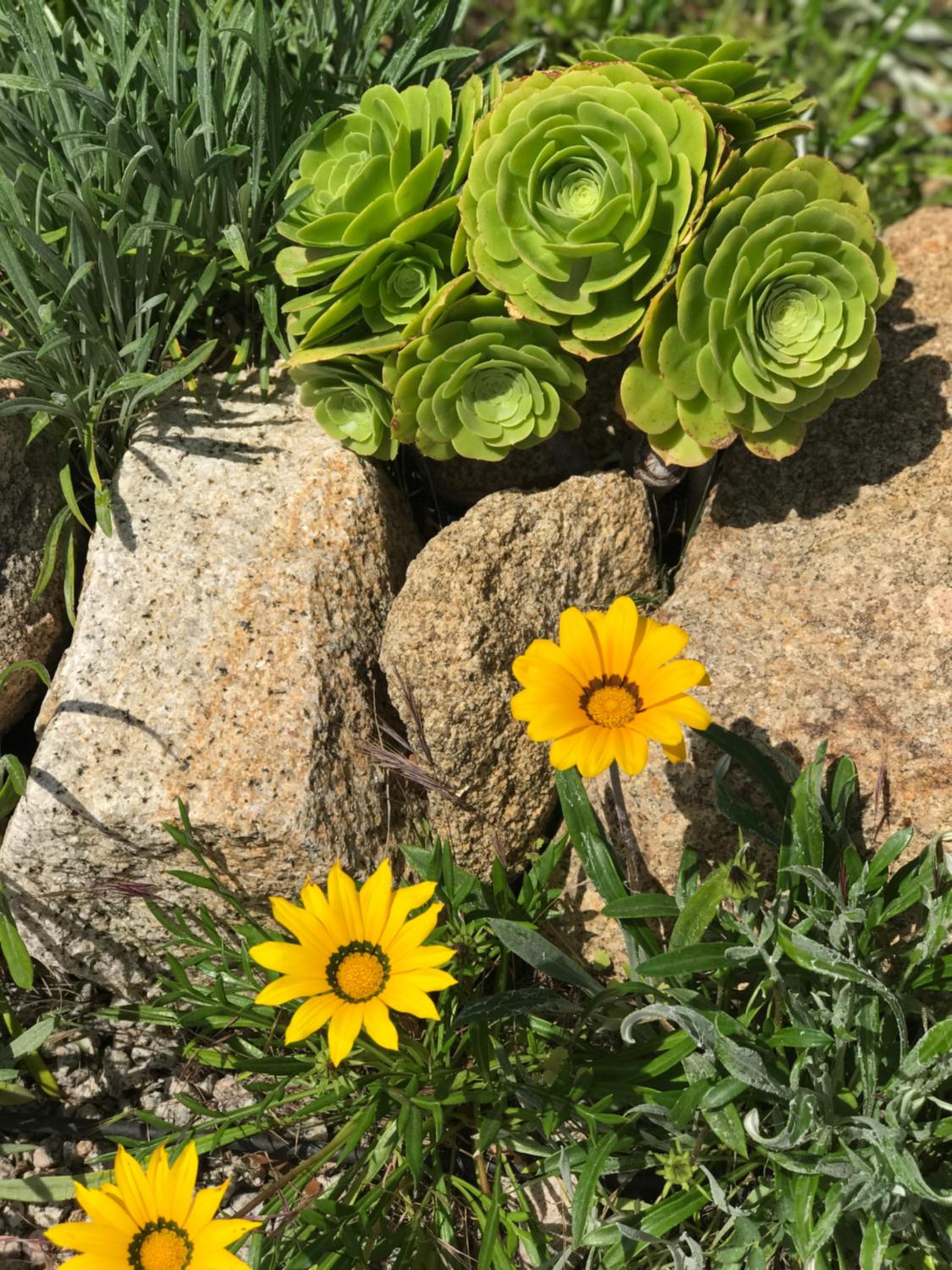 Fiore di Machja