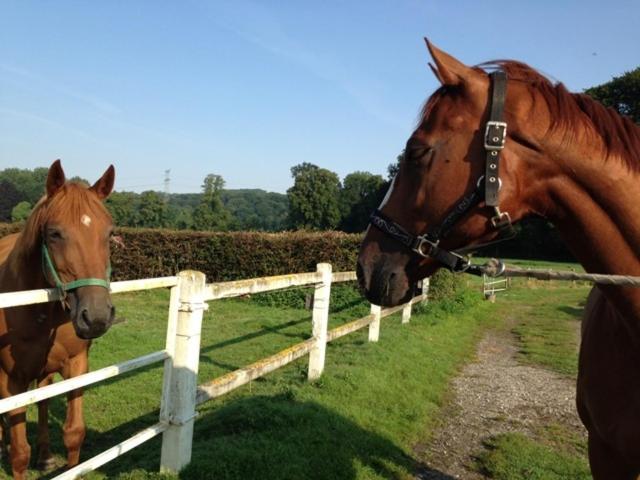 Haras De Blingel view 4