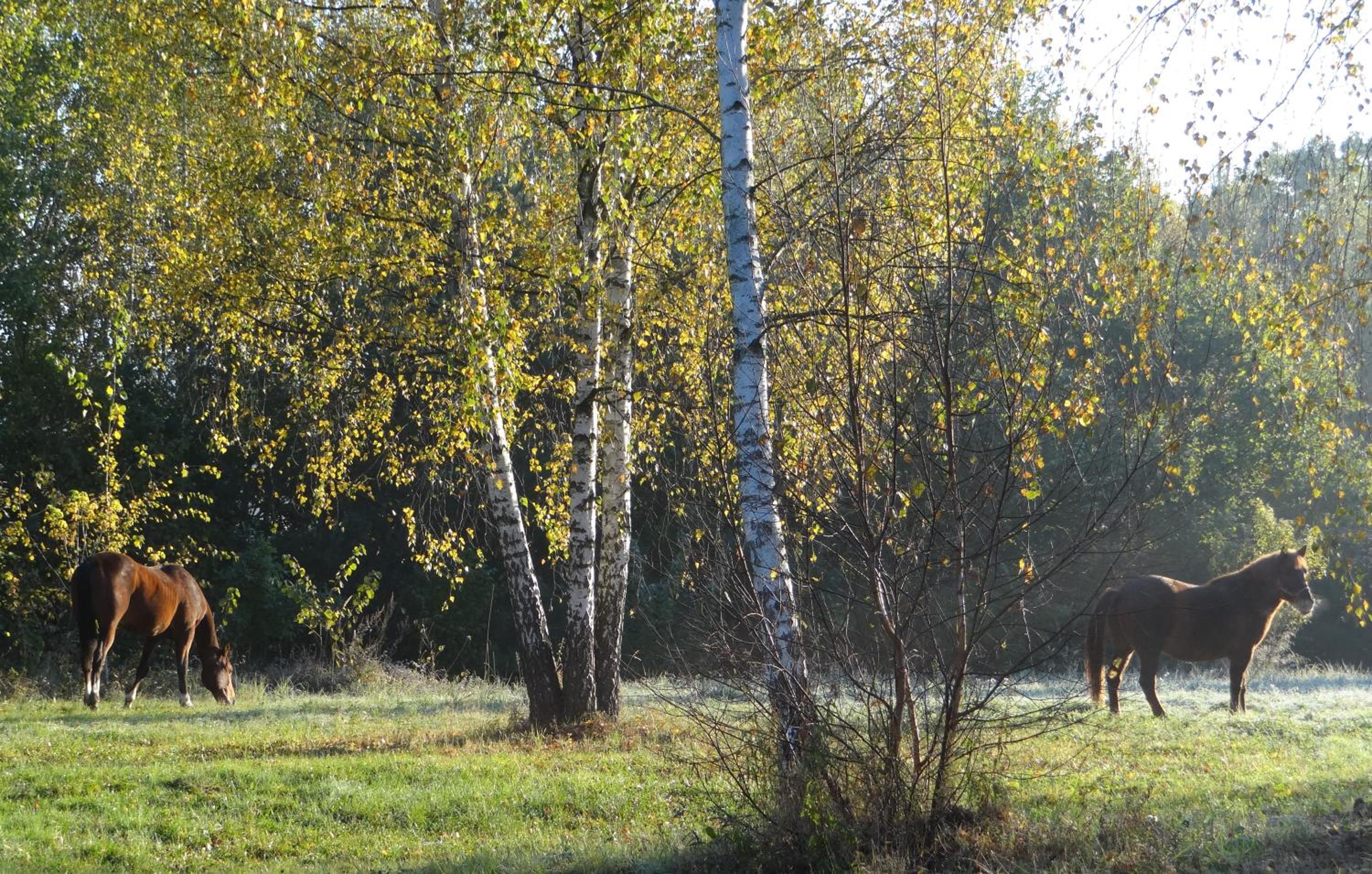 Photo 35