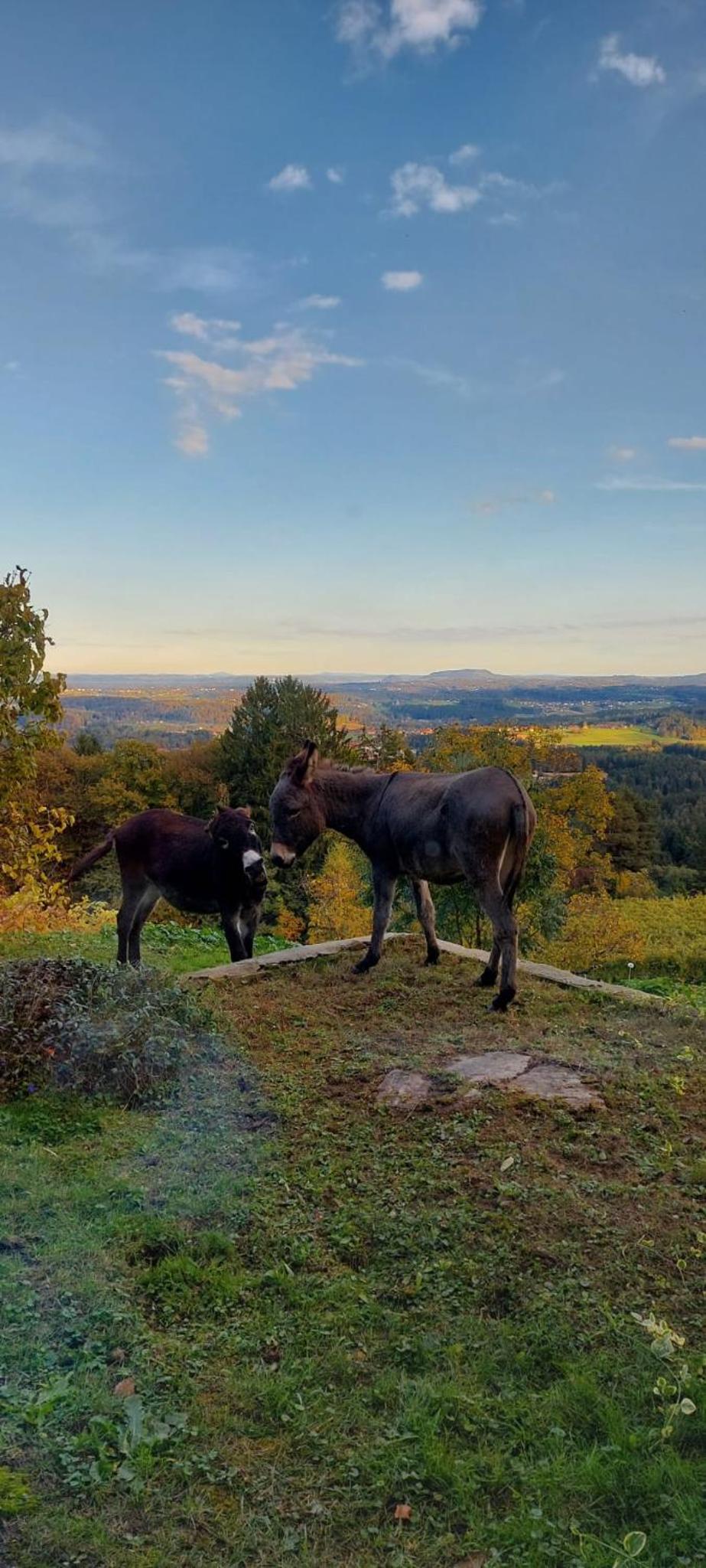 Winzerei Schober view 2