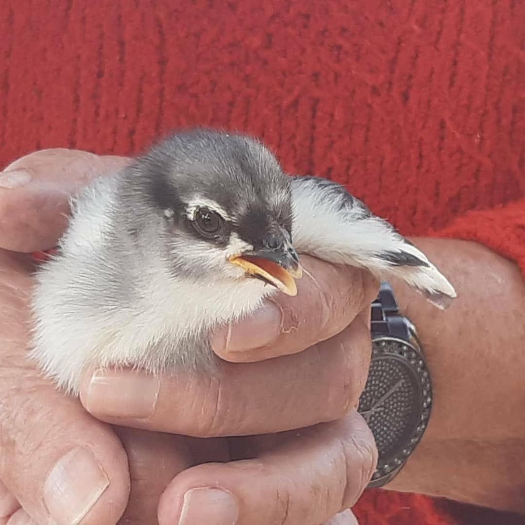 other