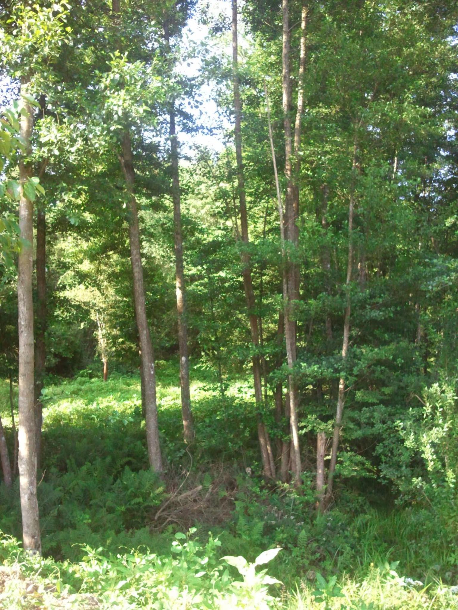 Photo 42