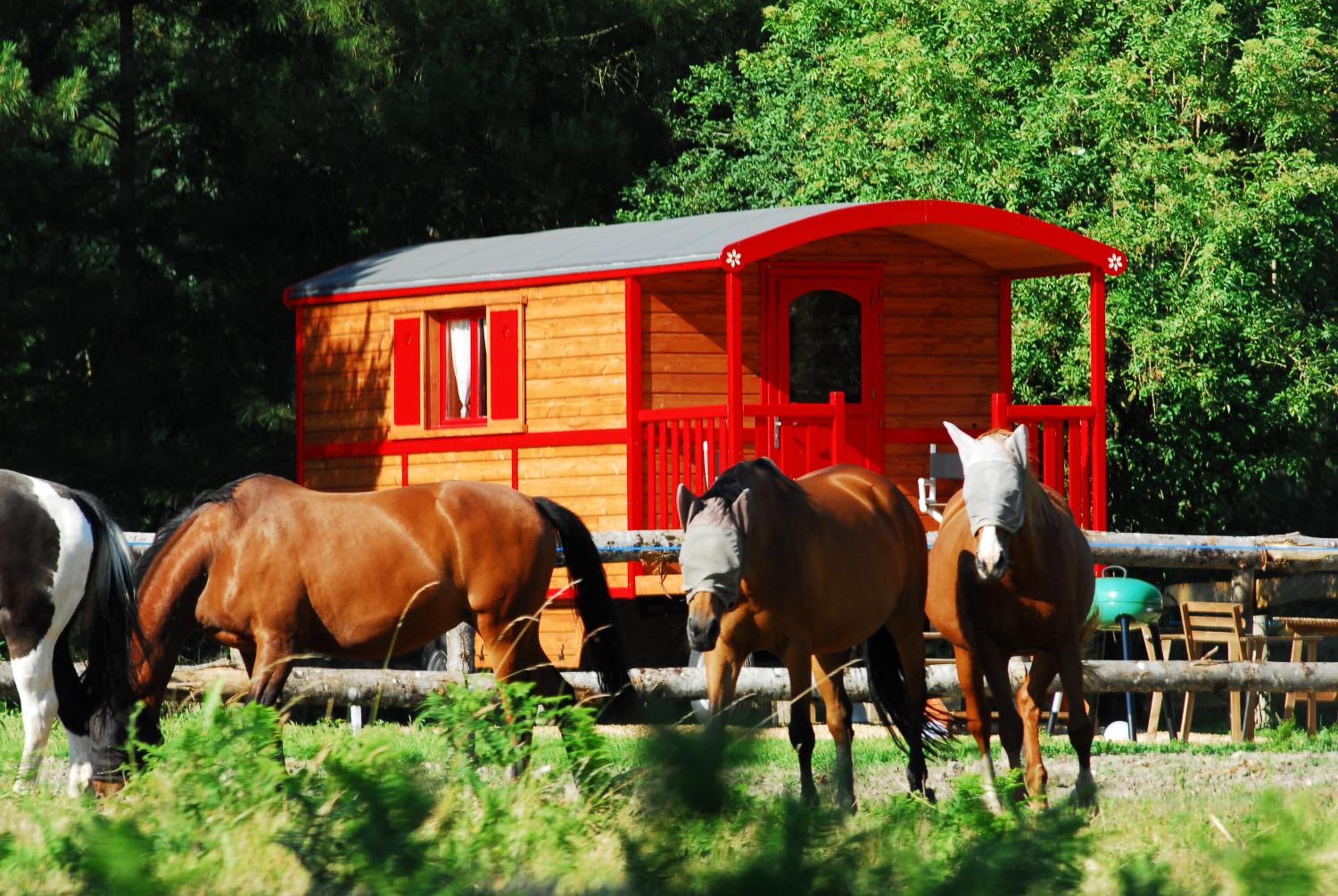 Gypsy Nature B&B, photo 17