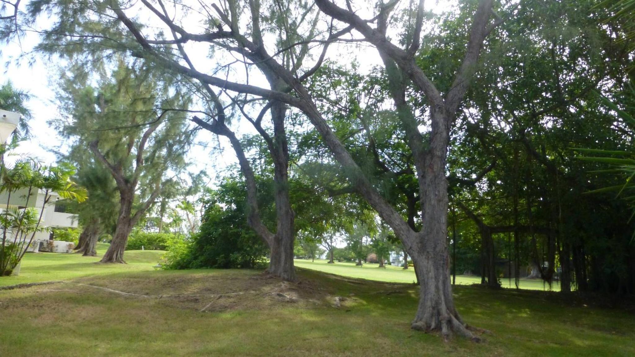 Photo 14 sur 19 de Rockley Golf Club 309 2 Bed 2 Bath Pool Tennis Bar