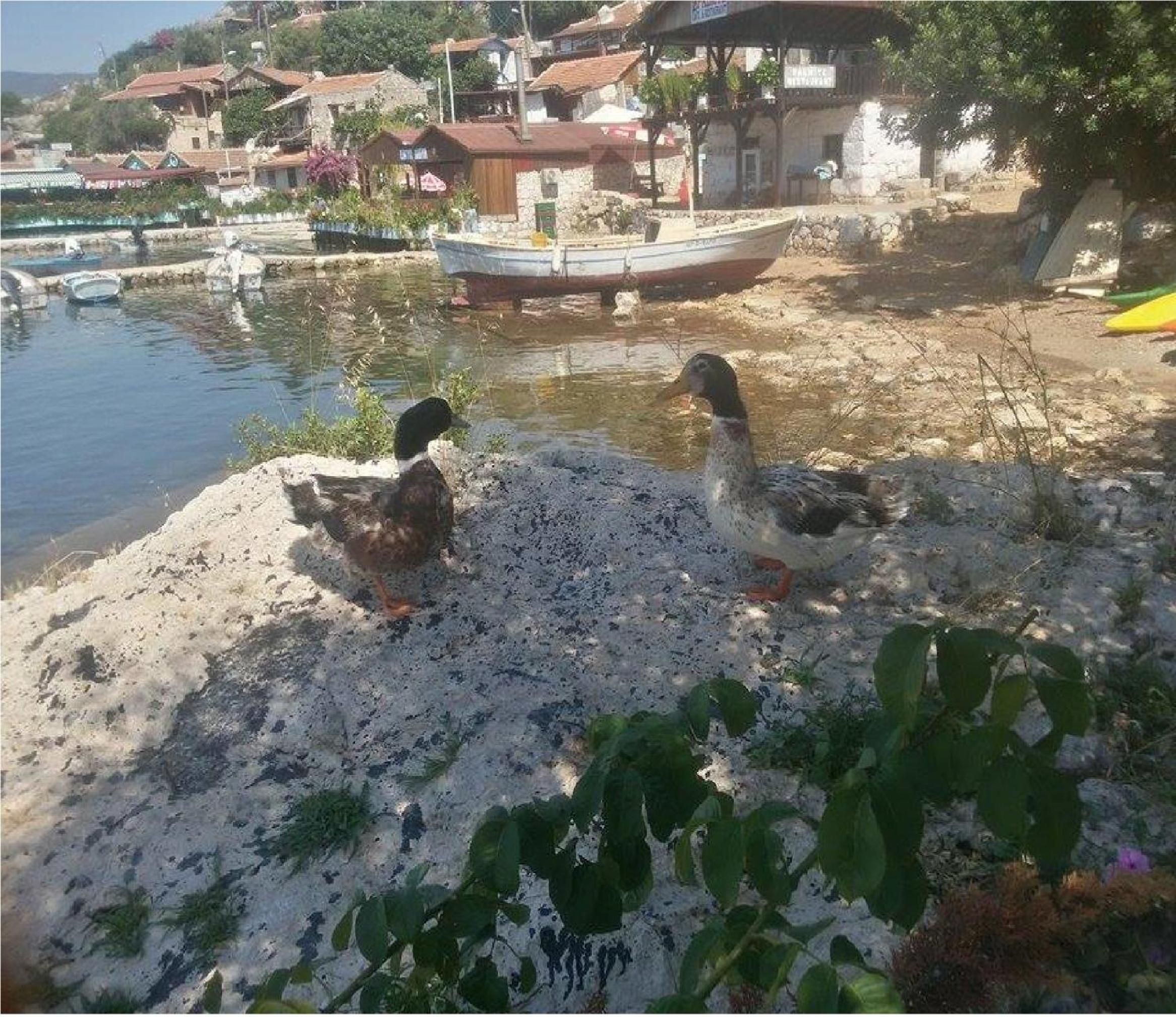 Sahil Pension