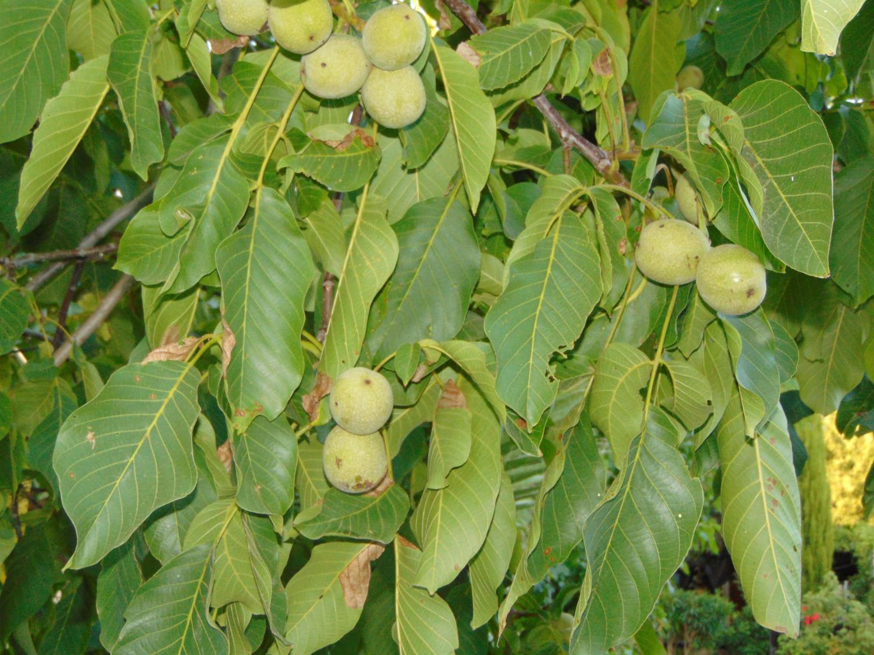 Walnut Grove