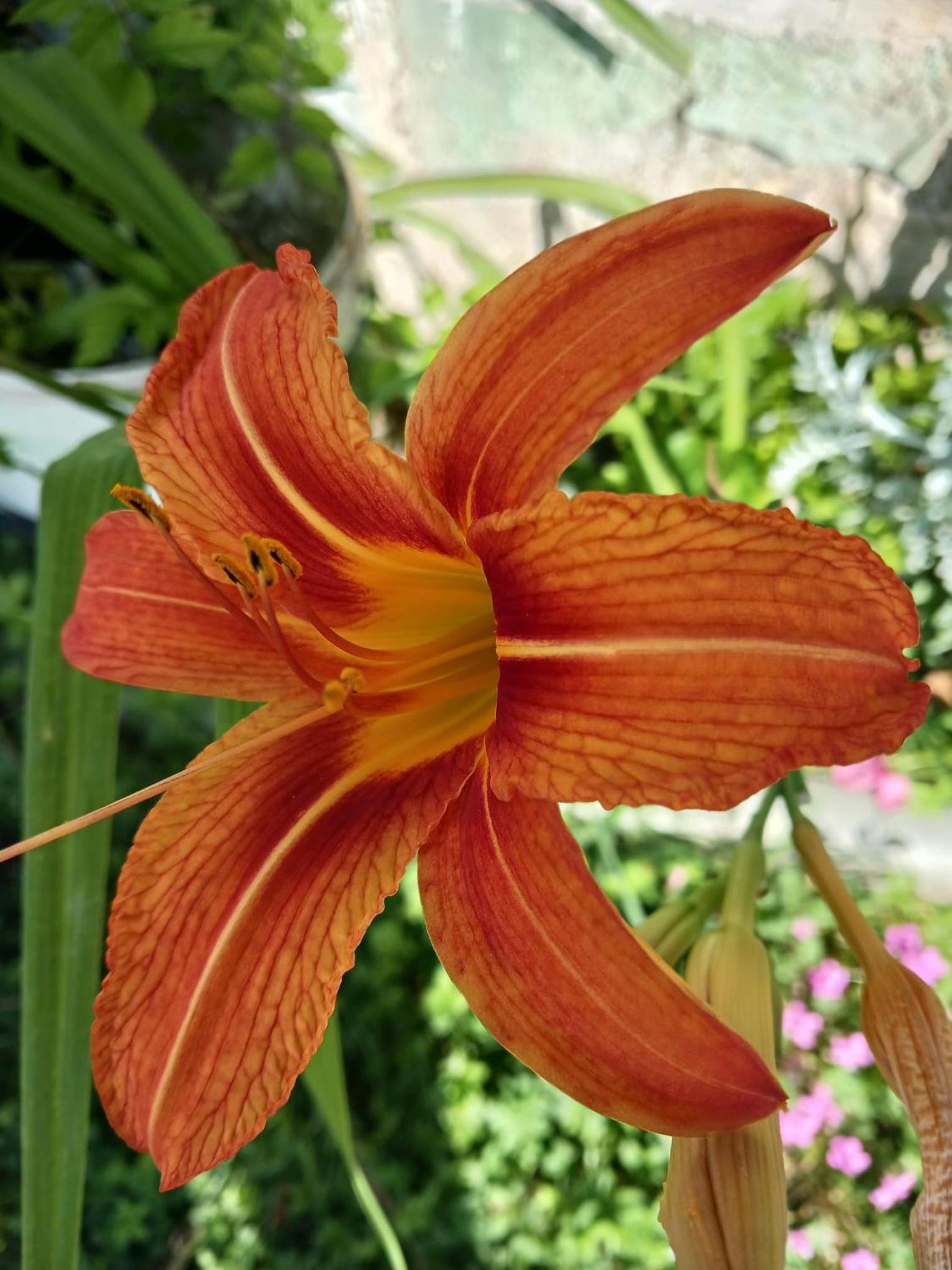 Villa Pera Apartment Klein