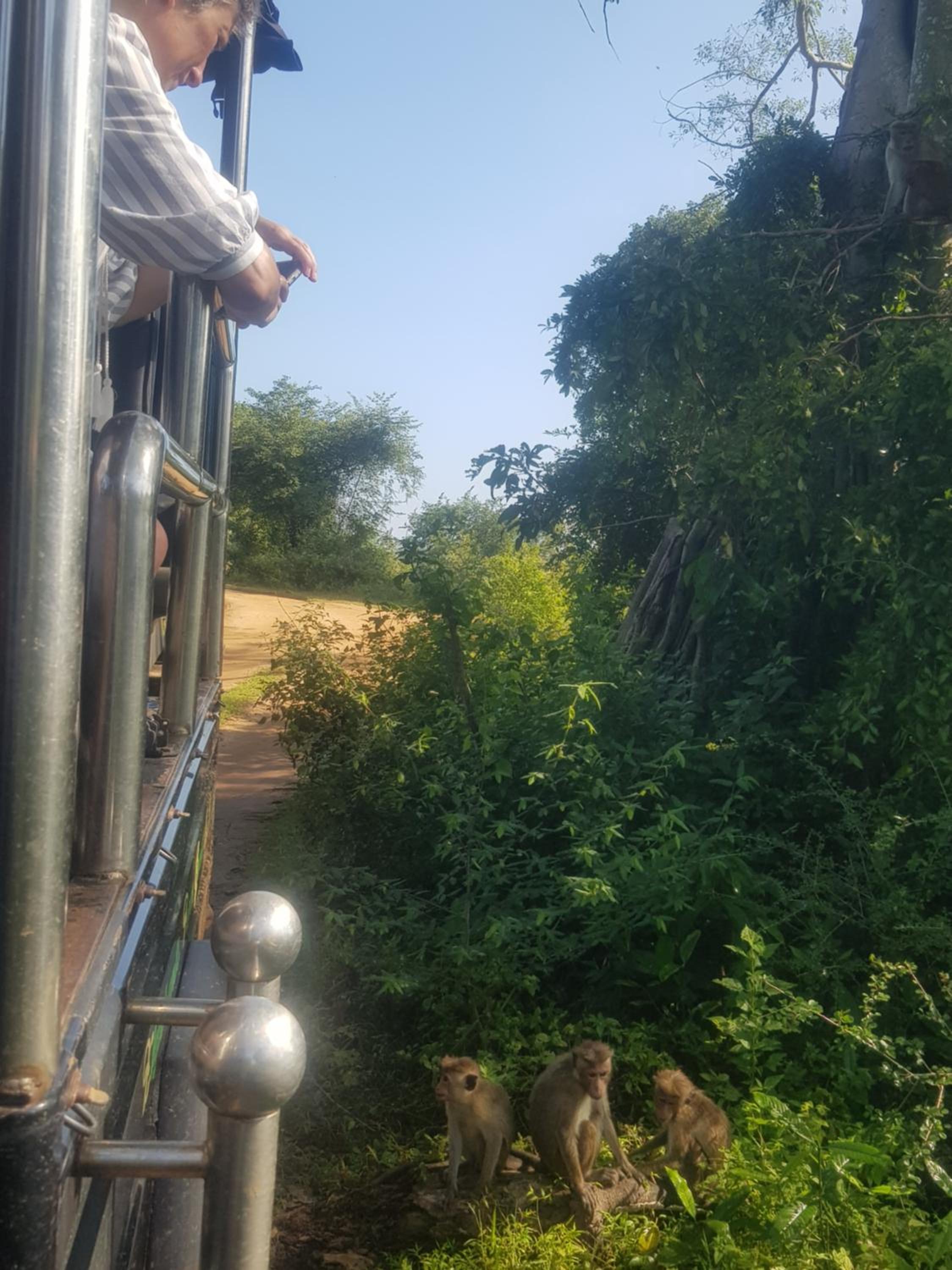 Elephants Fence Guest & Safari Services