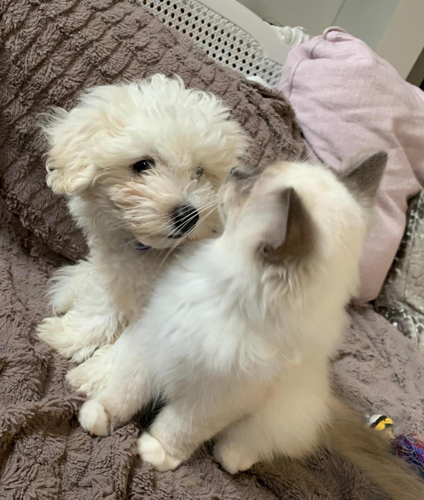 Le Chat Sur Le Toit