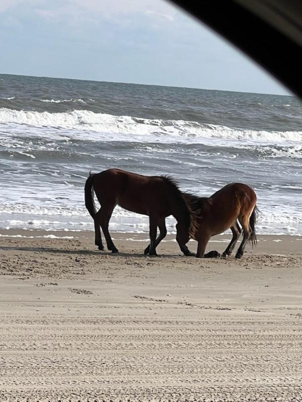 Wild Horse Inn, Billede 33