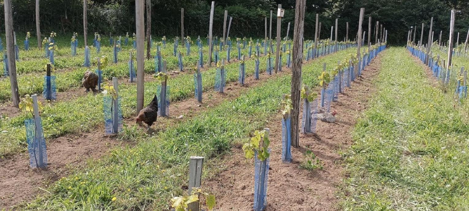 Le Domaine de Kerampape, gîte accessible, vignoble en Finistère sud