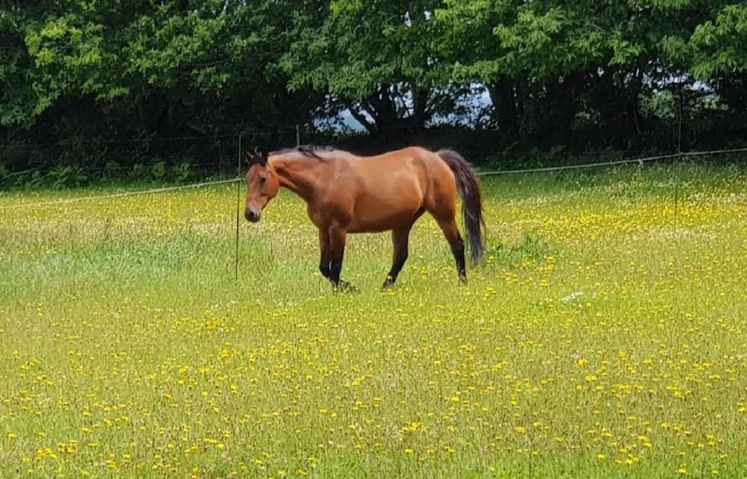 Le Domaine de Kerampape, gîte accessible, vignoble en Finistère sud