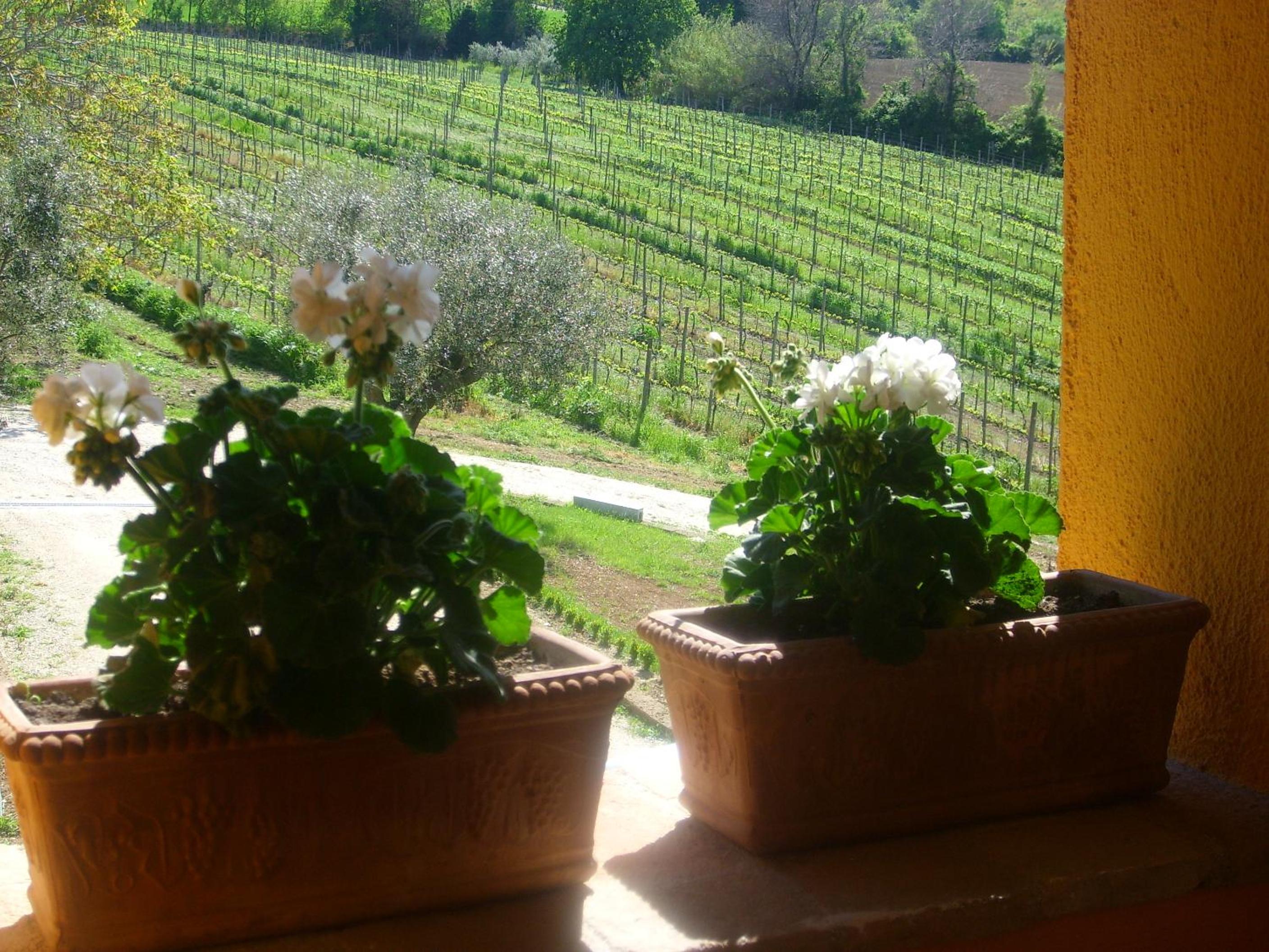 Country House Il Sassòne