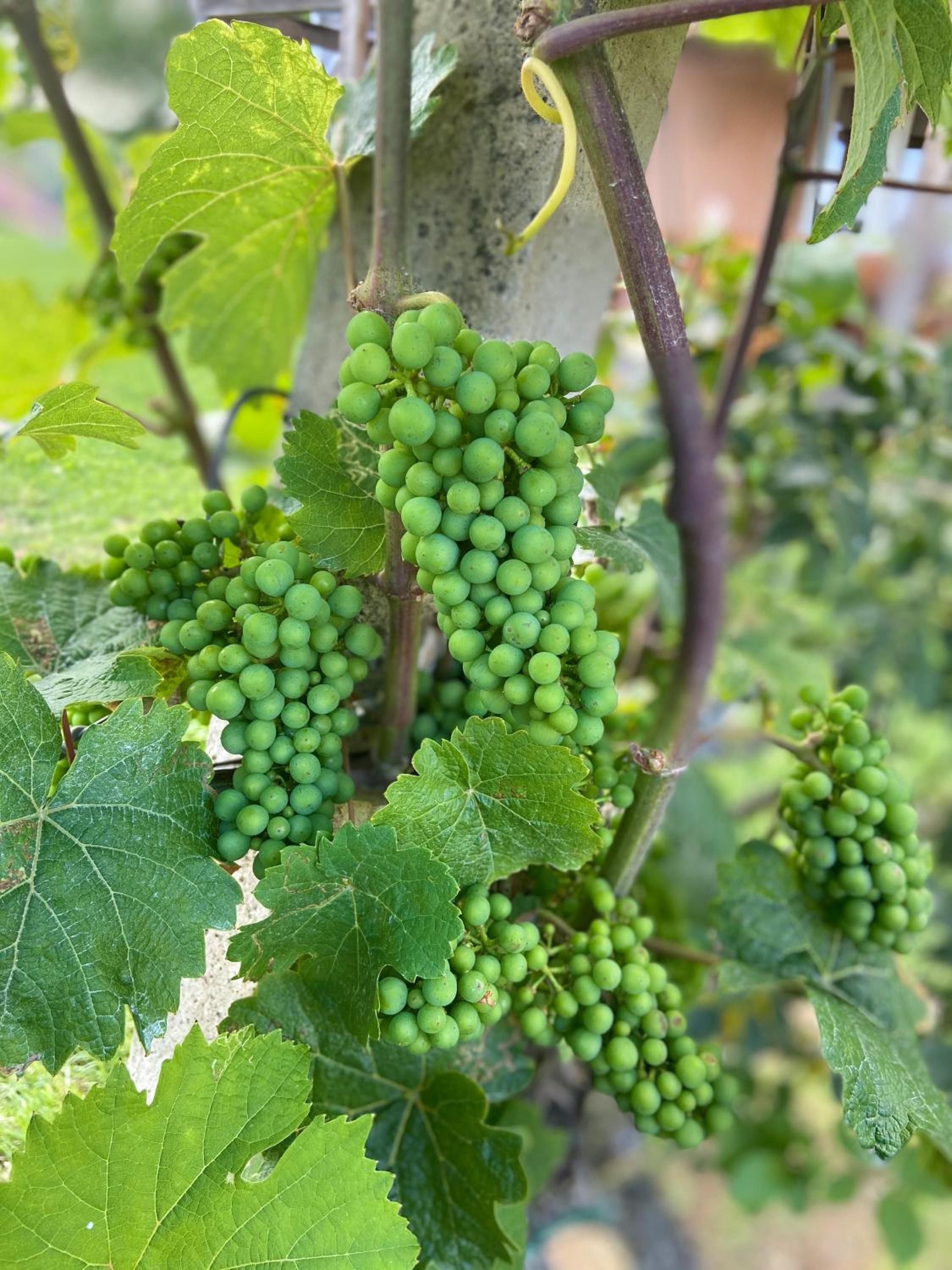 Zweytick Gästezimmer Weingut