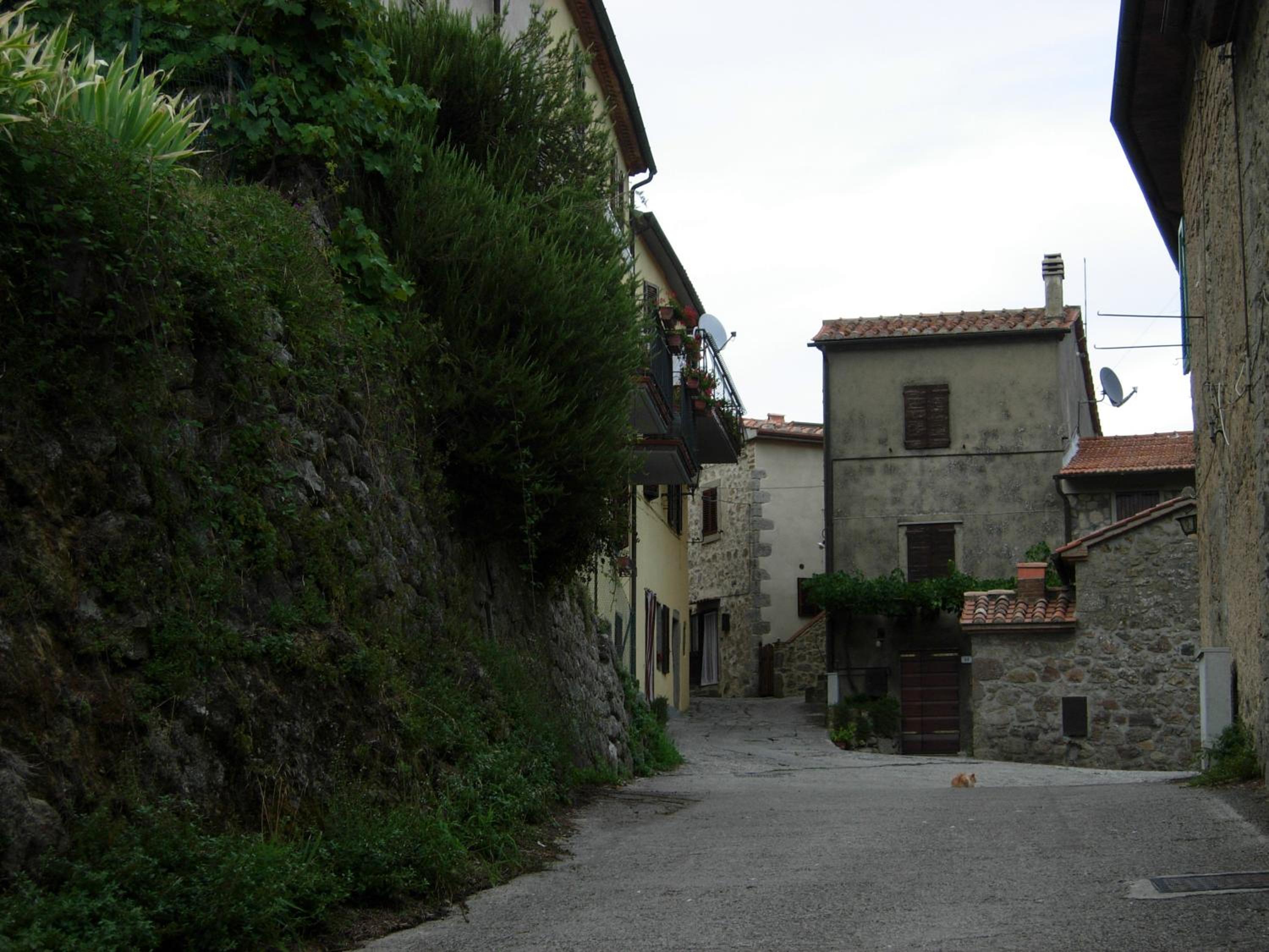 Il Pino Amiata