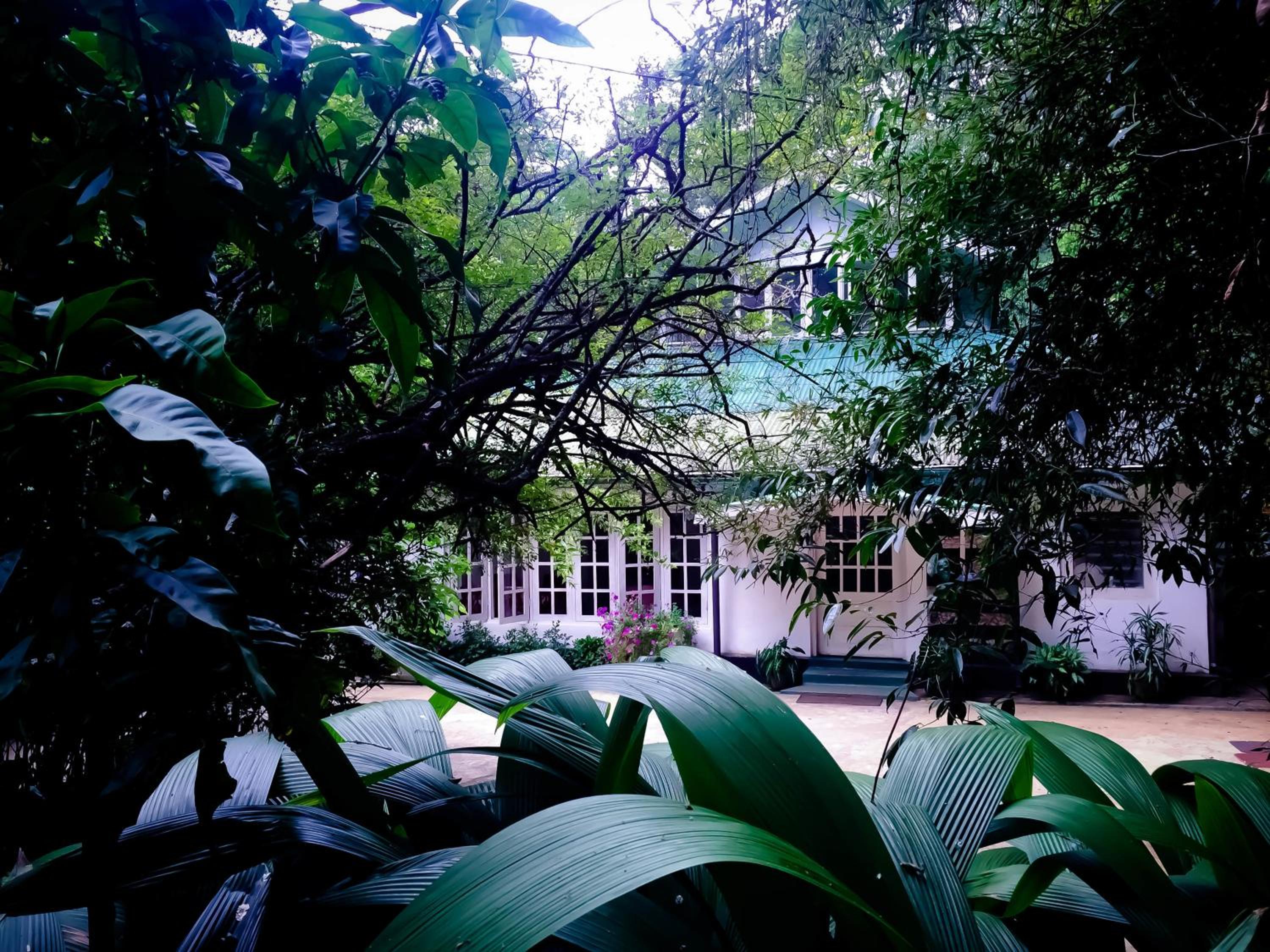 garden