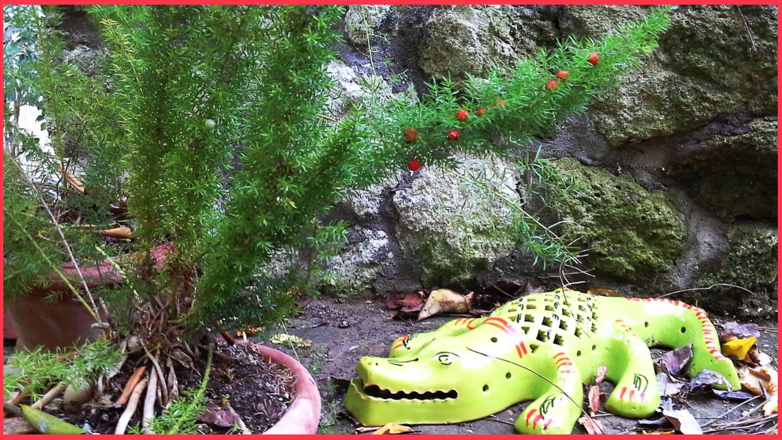 B&B La Salamandra Kitchengarden