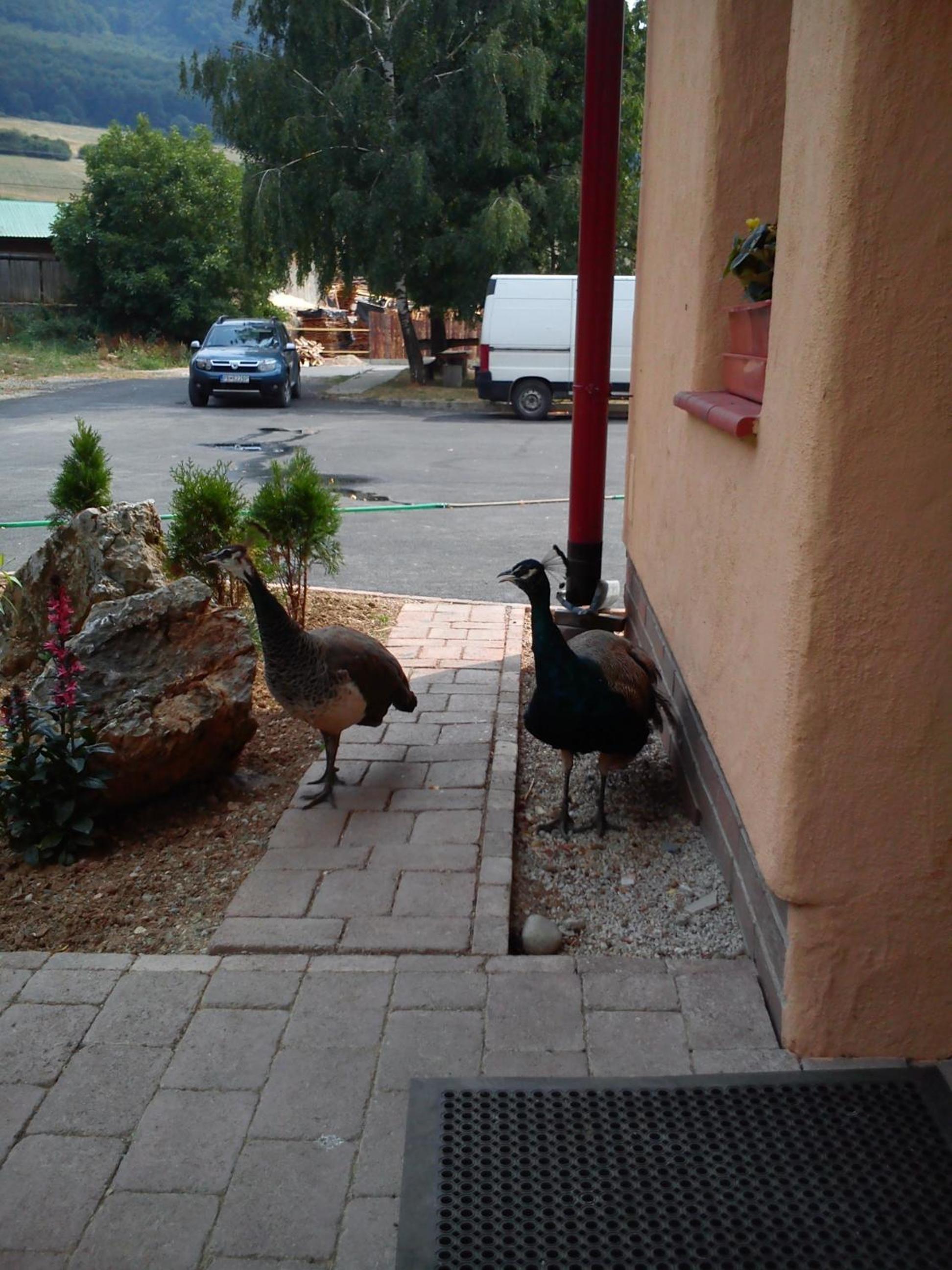 Photo 26