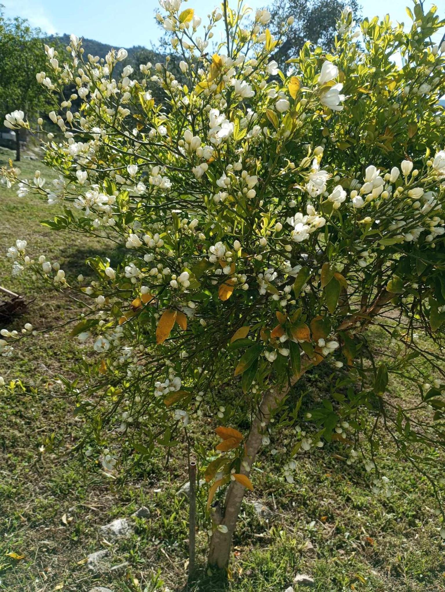 Photo 53